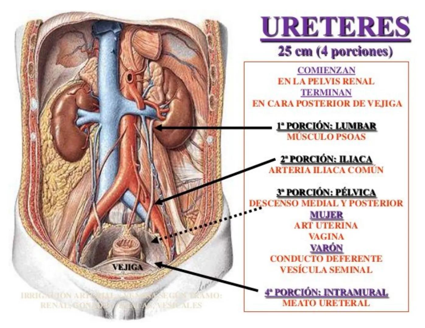 FUNCIONES
Regulación de la composición iónica de la
sangre
• Ayudan a regular los niveles plasmáticos de sodio,
potasio, calcio, cloruro y f