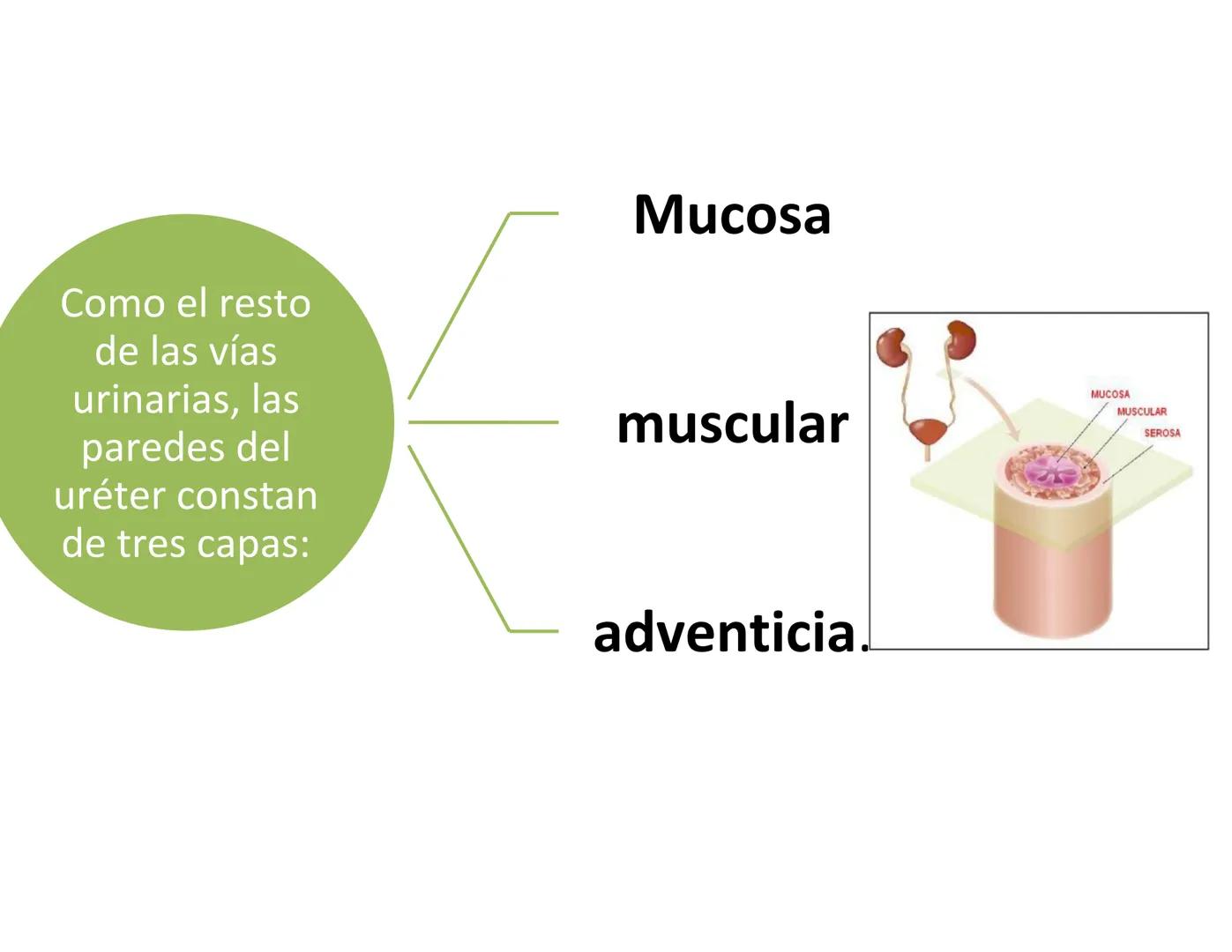 FUNCIONES
Regulación de la composición iónica de la
sangre
• Ayudan a regular los niveles plasmáticos de sodio,
potasio, calcio, cloruro y f