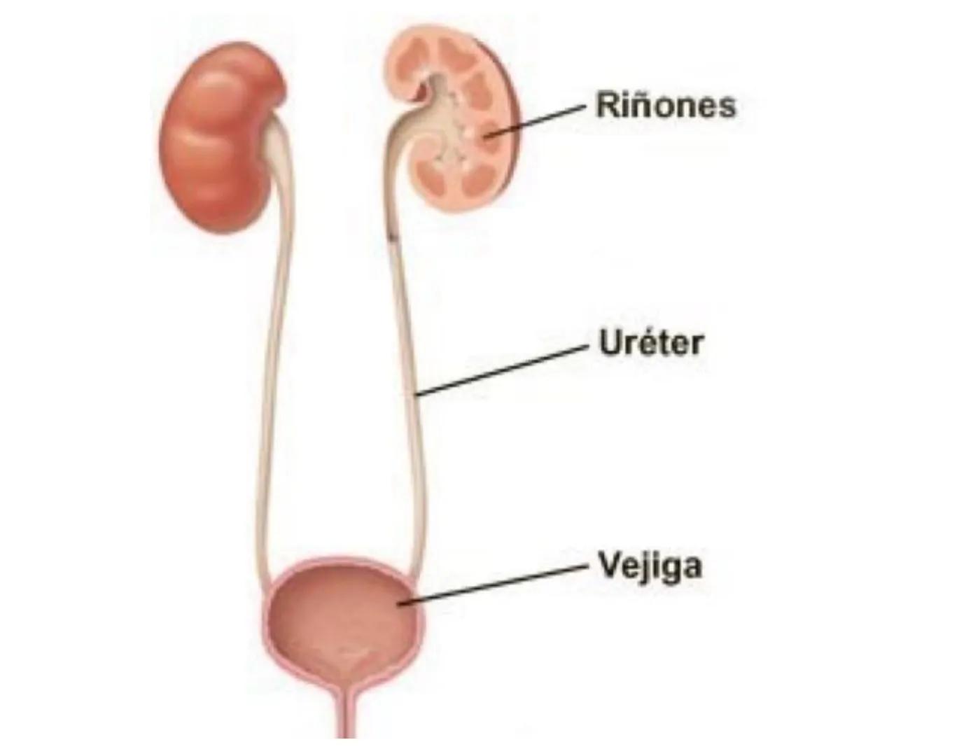FUNCIONES
Regulación de la composición iónica de la
sangre
• Ayudan a regular los niveles plasmáticos de sodio,
potasio, calcio, cloruro y f