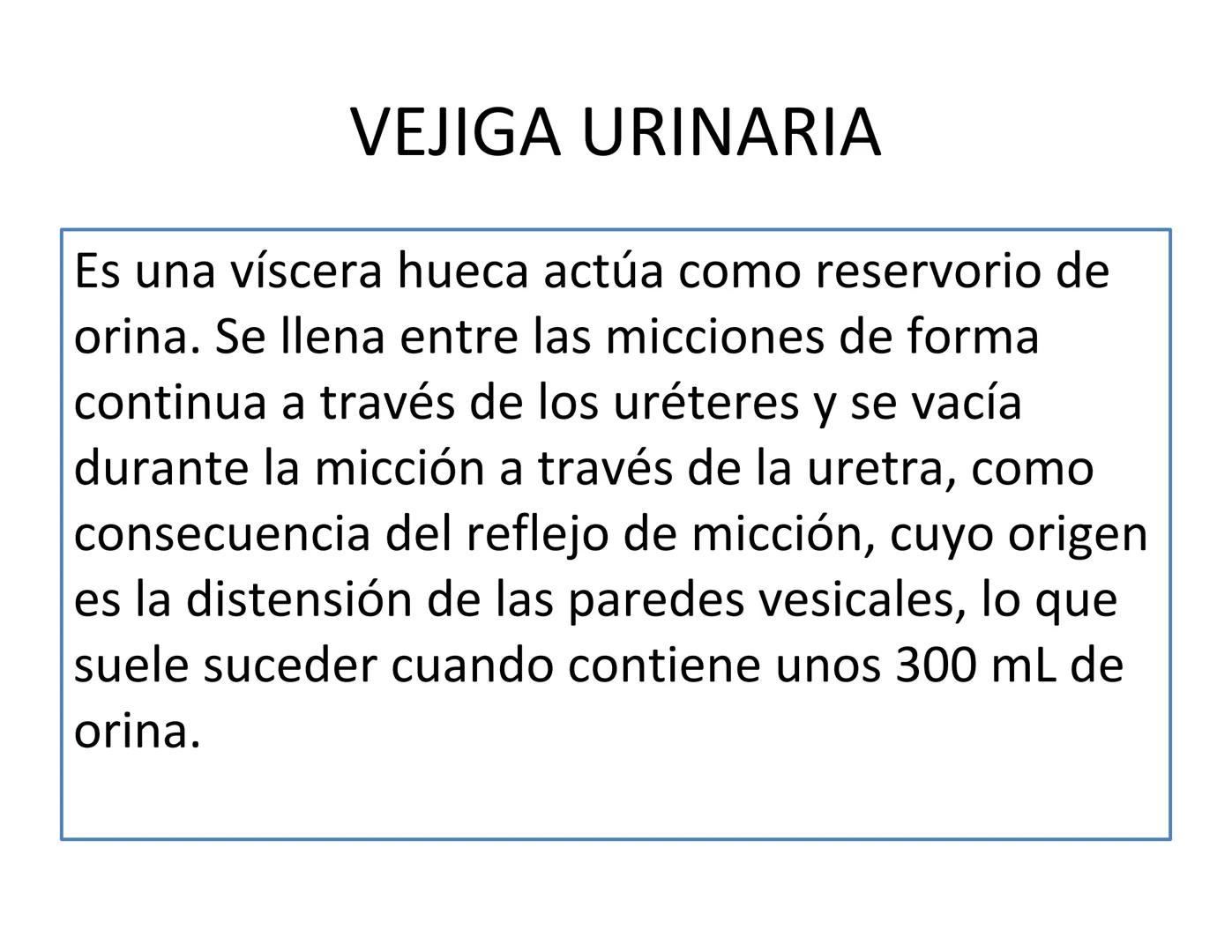 FUNCIONES
Regulación de la composición iónica de la
sangre
• Ayudan a regular los niveles plasmáticos de sodio,
potasio, calcio, cloruro y f