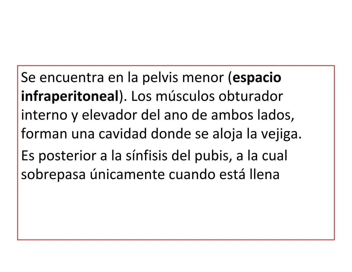FUNCIONES
Regulación de la composición iónica de la
sangre
• Ayudan a regular los niveles plasmáticos de sodio,
potasio, calcio, cloruro y f
