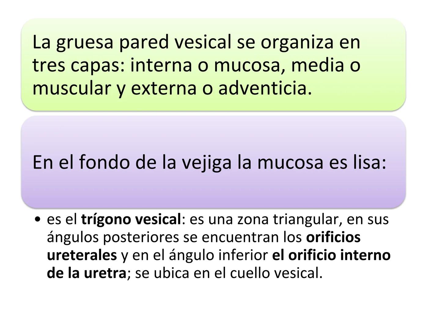 FUNCIONES
Regulación de la composición iónica de la
sangre
• Ayudan a regular los niveles plasmáticos de sodio,
potasio, calcio, cloruro y f