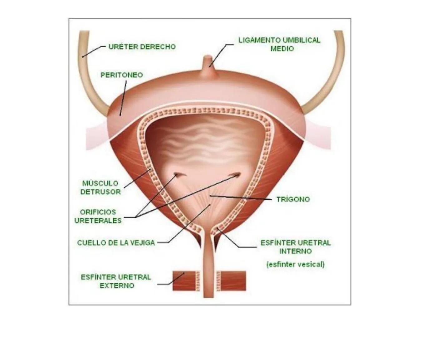 FUNCIONES
Regulación de la composición iónica de la
sangre
• Ayudan a regular los niveles plasmáticos de sodio,
potasio, calcio, cloruro y f