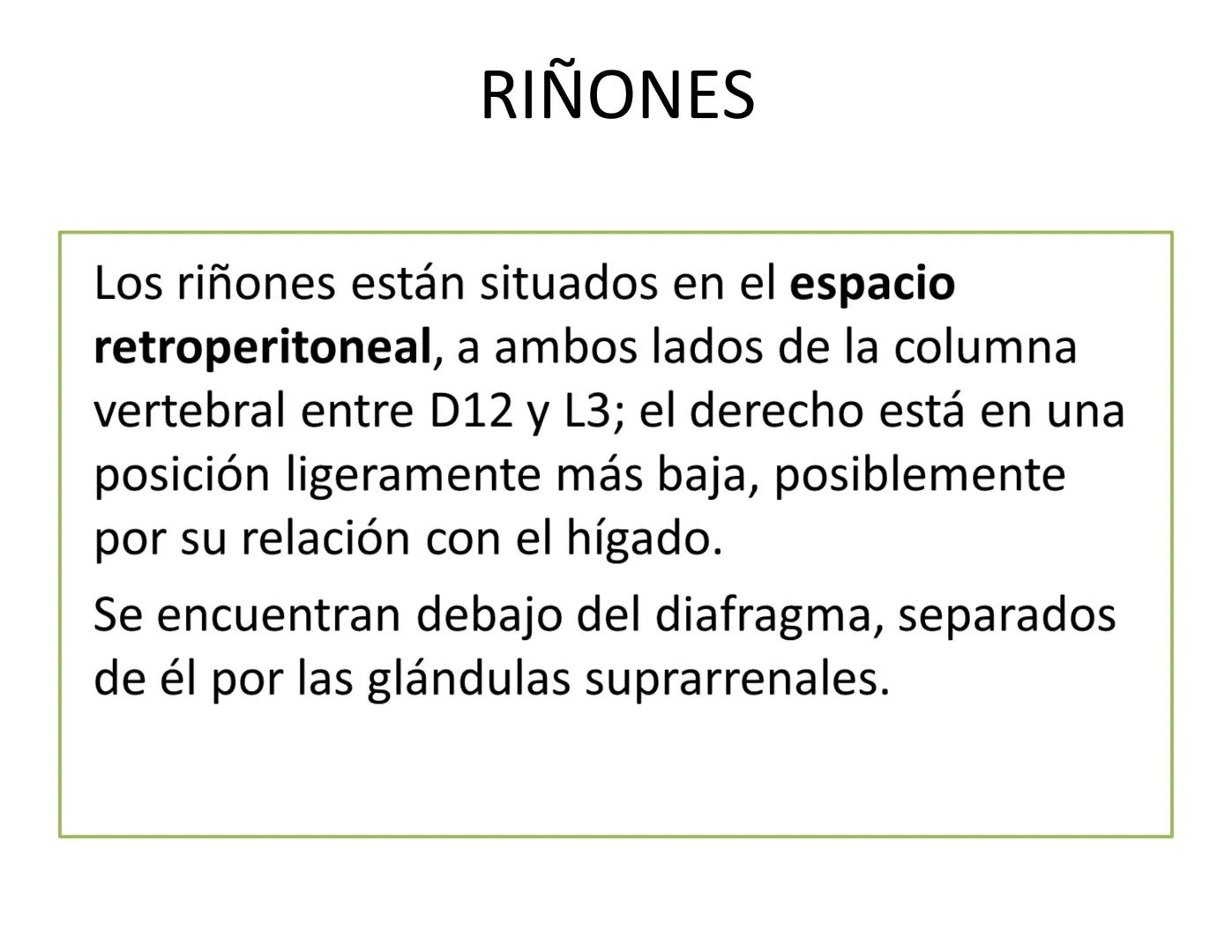 FUNCIONES
Regulación de la composición iónica de la
sangre
• Ayudan a regular los niveles plasmáticos de sodio,
potasio, calcio, cloruro y f