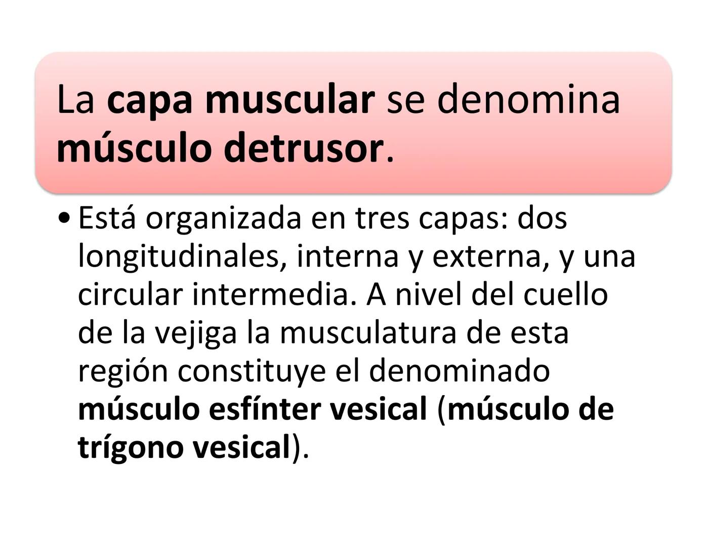 FUNCIONES
Regulación de la composición iónica de la
sangre
• Ayudan a regular los niveles plasmáticos de sodio,
potasio, calcio, cloruro y f