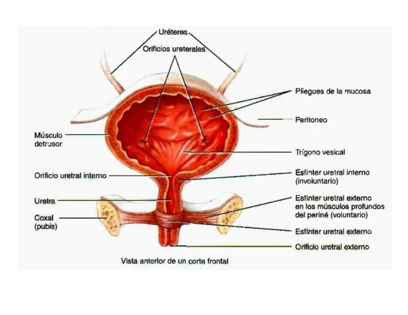 FUNCIONES
Regulación de la composición iónica de la
sangre
• Ayudan a regular los niveles plasmáticos de sodio,
potasio, calcio, cloruro y f