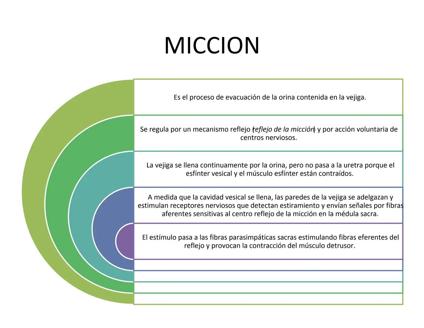FUNCIONES
Regulación de la composición iónica de la
sangre
• Ayudan a regular los niveles plasmáticos de sodio,
potasio, calcio, cloruro y f