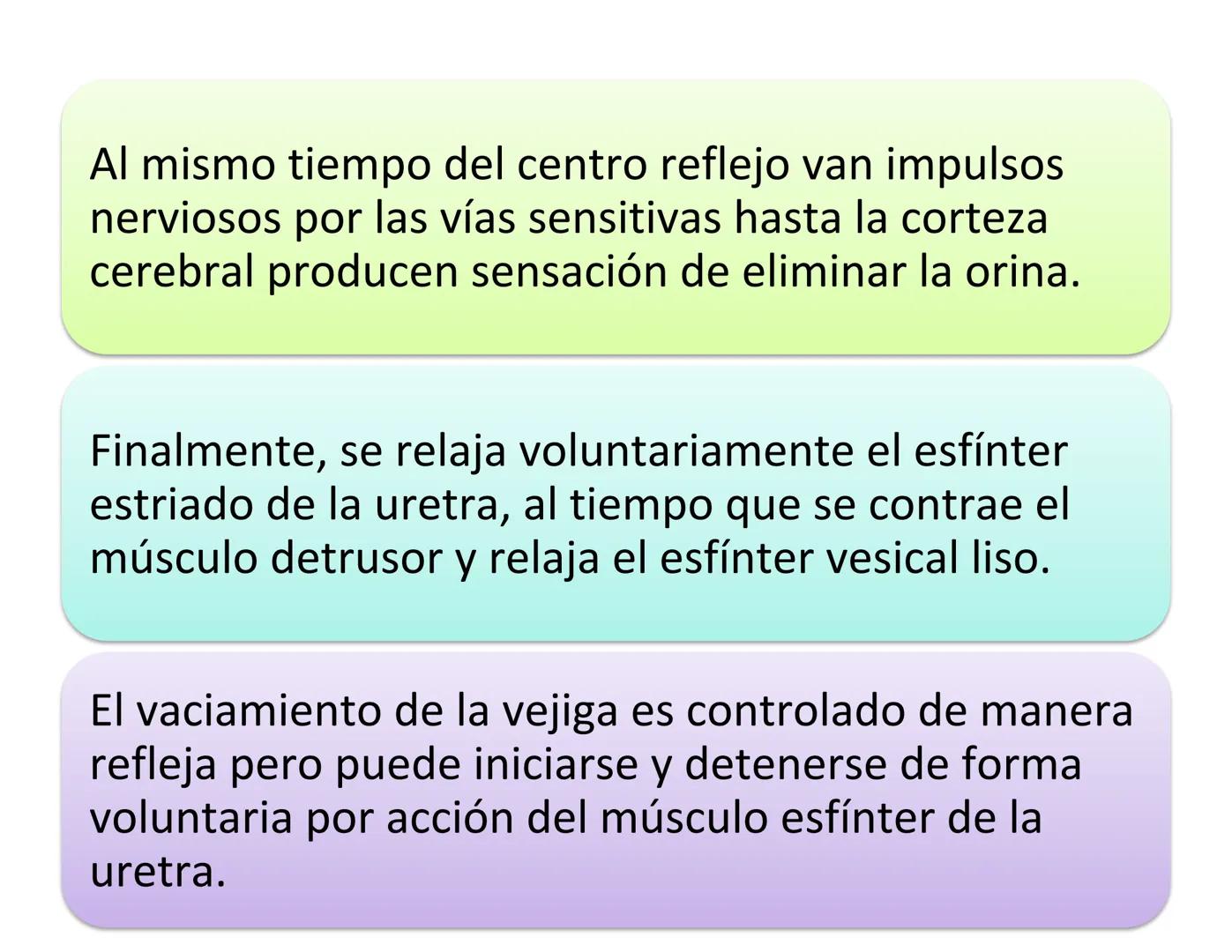 FUNCIONES
Regulación de la composición iónica de la
sangre
• Ayudan a regular los niveles plasmáticos de sodio,
potasio, calcio, cloruro y f