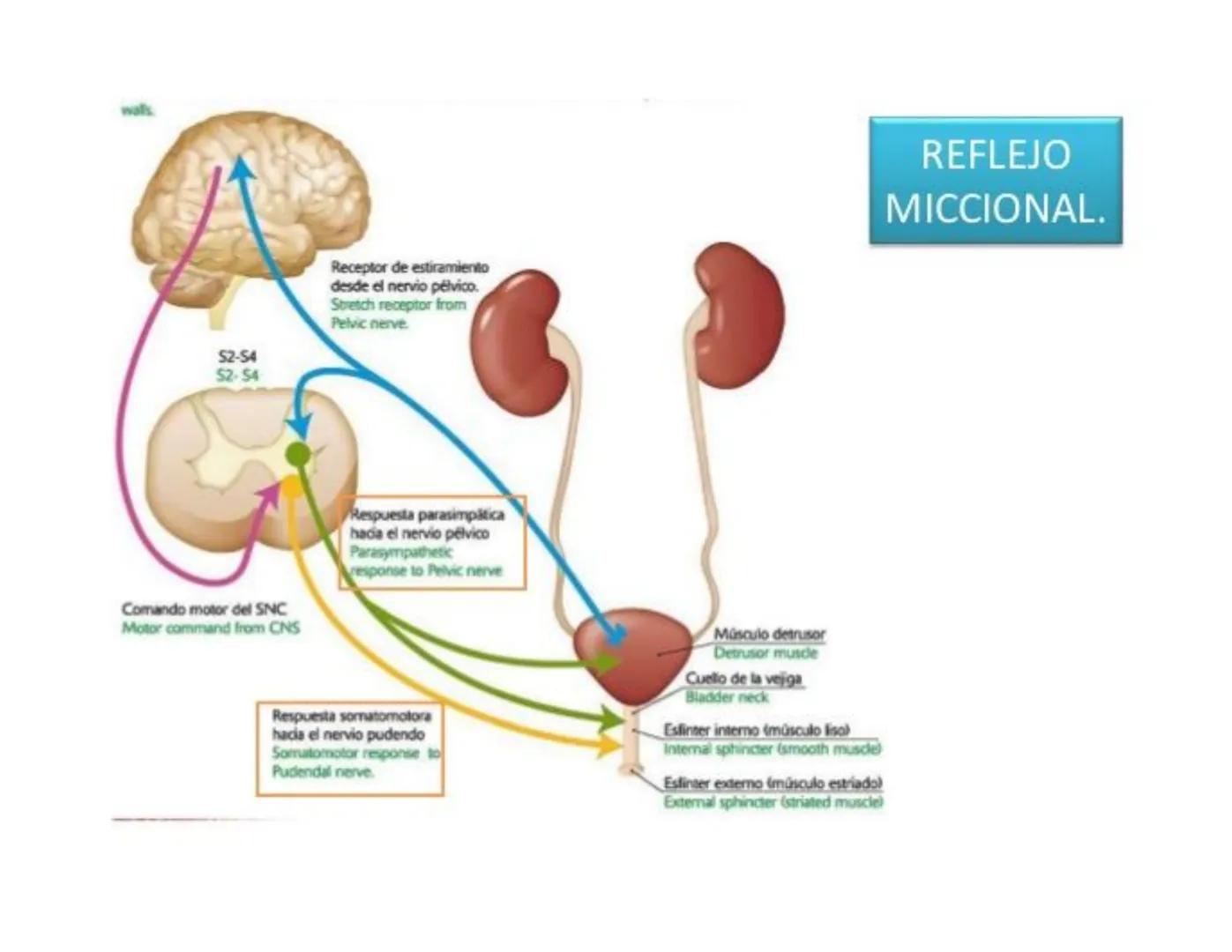 FUNCIONES
Regulación de la composición iónica de la
sangre
• Ayudan a regular los niveles plasmáticos de sodio,
potasio, calcio, cloruro y f