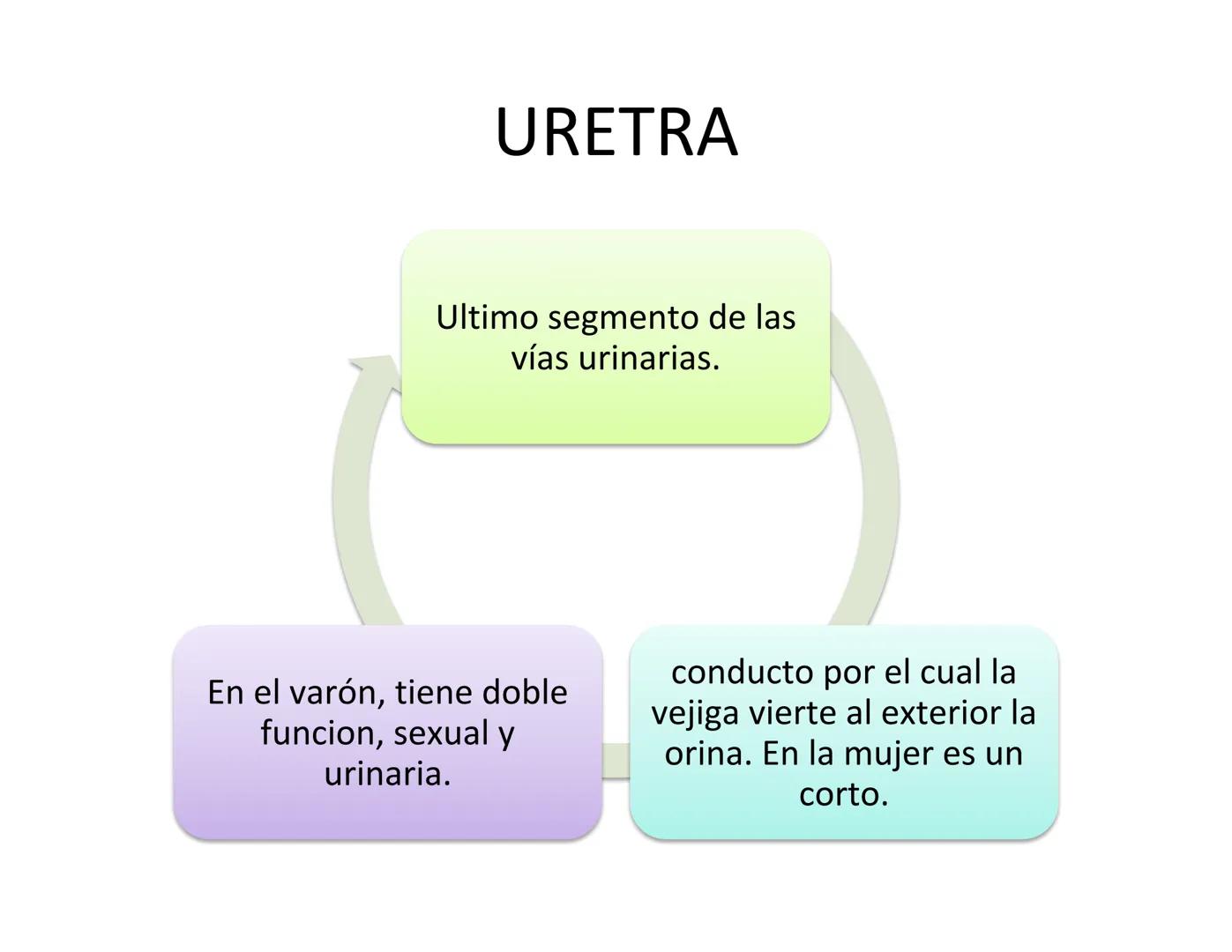FUNCIONES
Regulación de la composición iónica de la
sangre
• Ayudan a regular los niveles plasmáticos de sodio,
potasio, calcio, cloruro y f