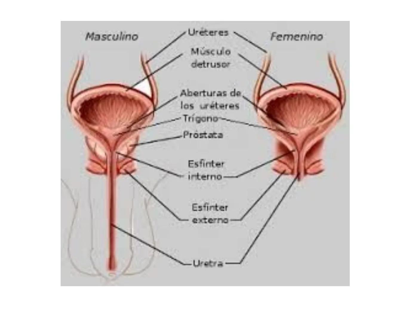FUNCIONES
Regulación de la composición iónica de la
sangre
• Ayudan a regular los niveles plasmáticos de sodio,
potasio, calcio, cloruro y f