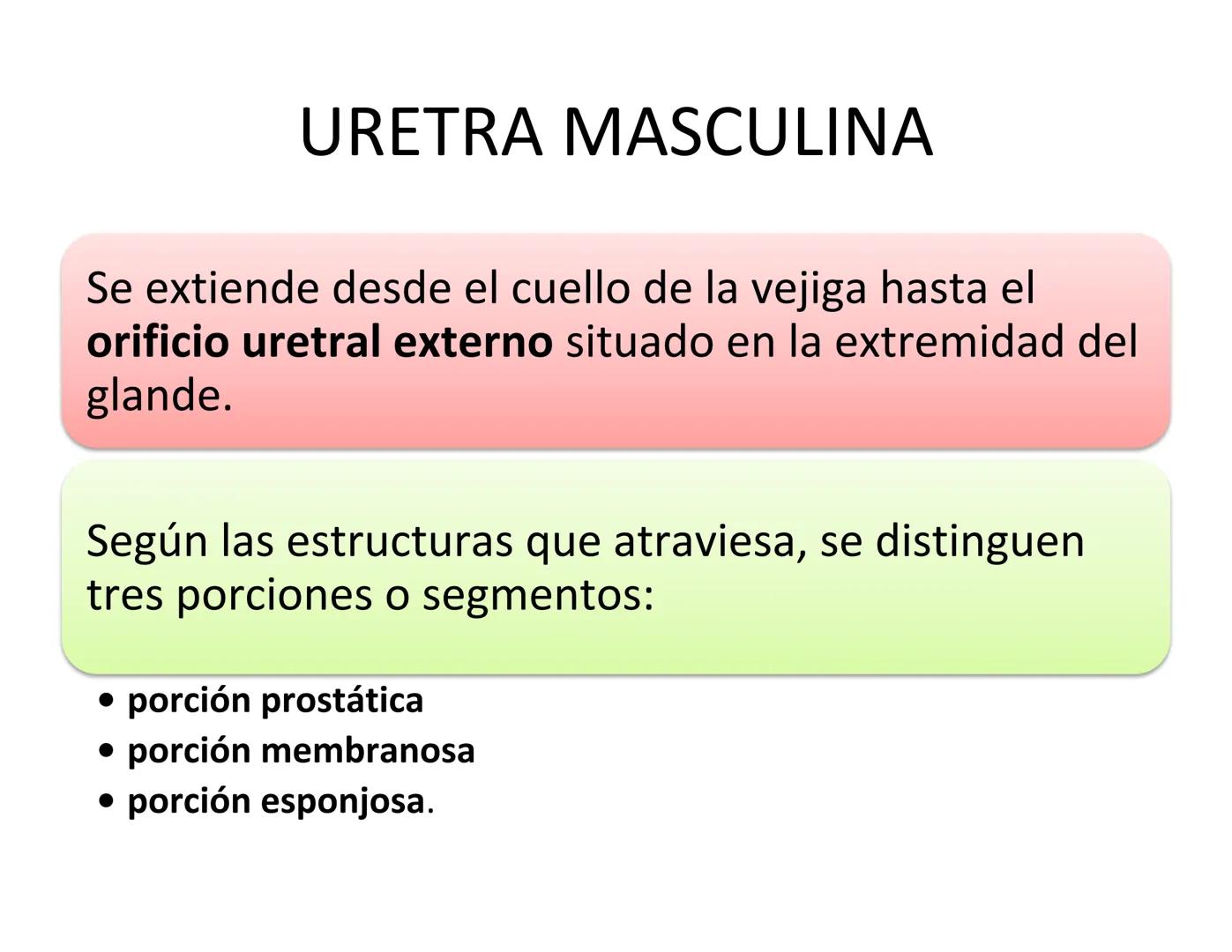 FUNCIONES
Regulación de la composición iónica de la
sangre
• Ayudan a regular los niveles plasmáticos de sodio,
potasio, calcio, cloruro y f