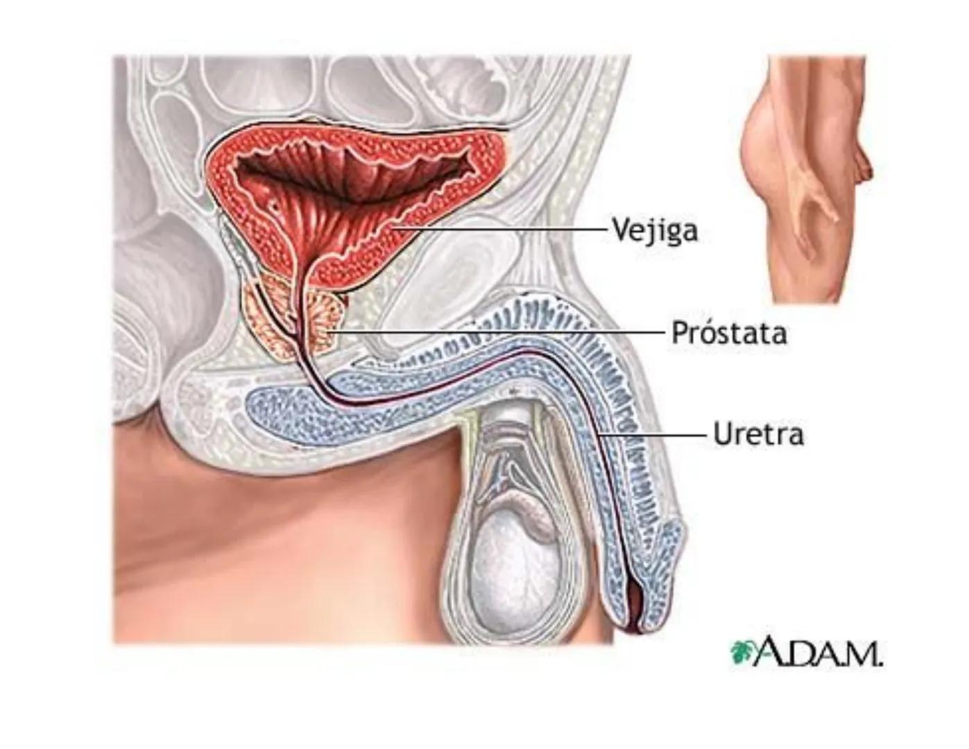 FUNCIONES
Regulación de la composición iónica de la
sangre
• Ayudan a regular los niveles plasmáticos de sodio,
potasio, calcio, cloruro y f