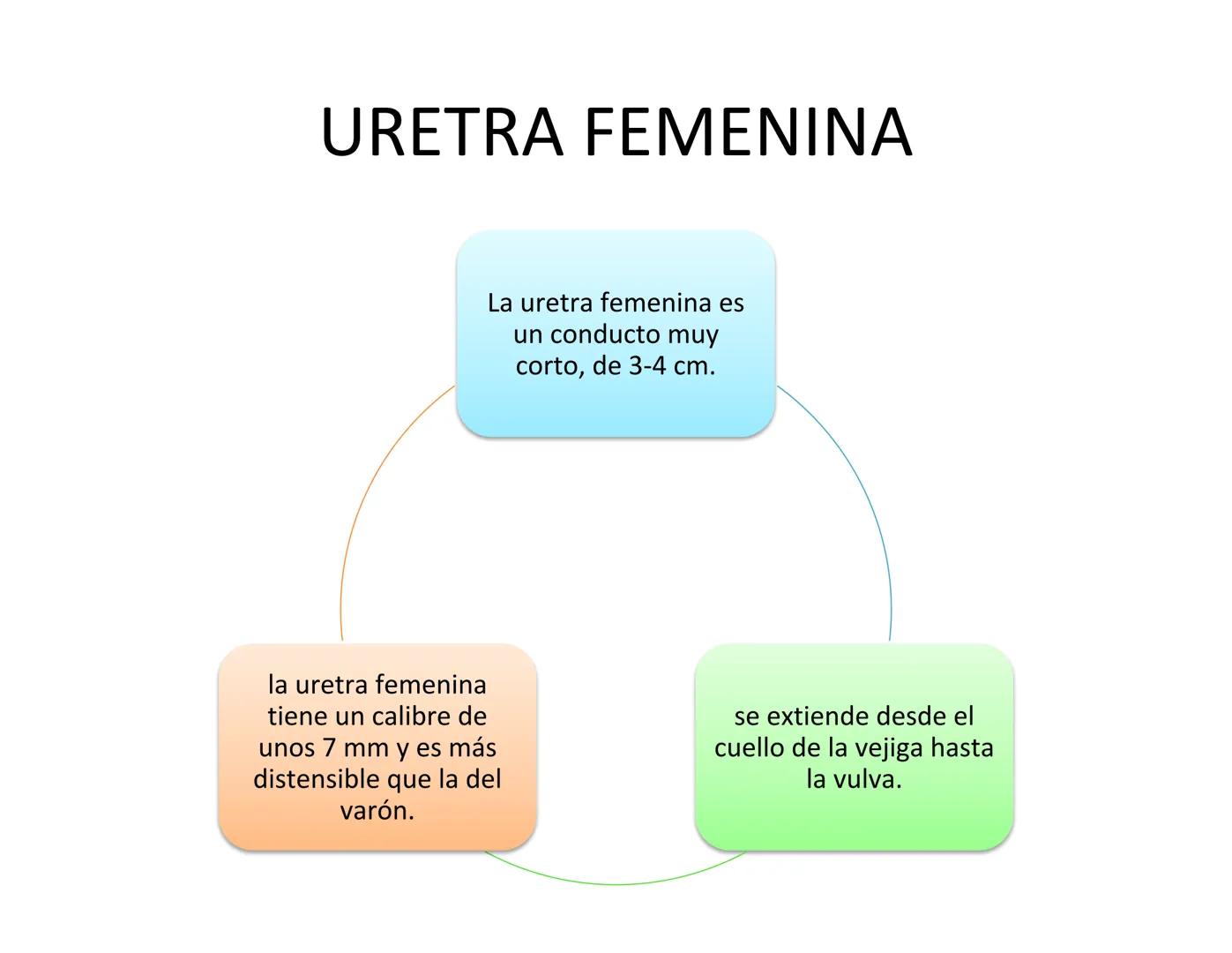 FUNCIONES
Regulación de la composición iónica de la
sangre
• Ayudan a regular los niveles plasmáticos de sodio,
potasio, calcio, cloruro y f