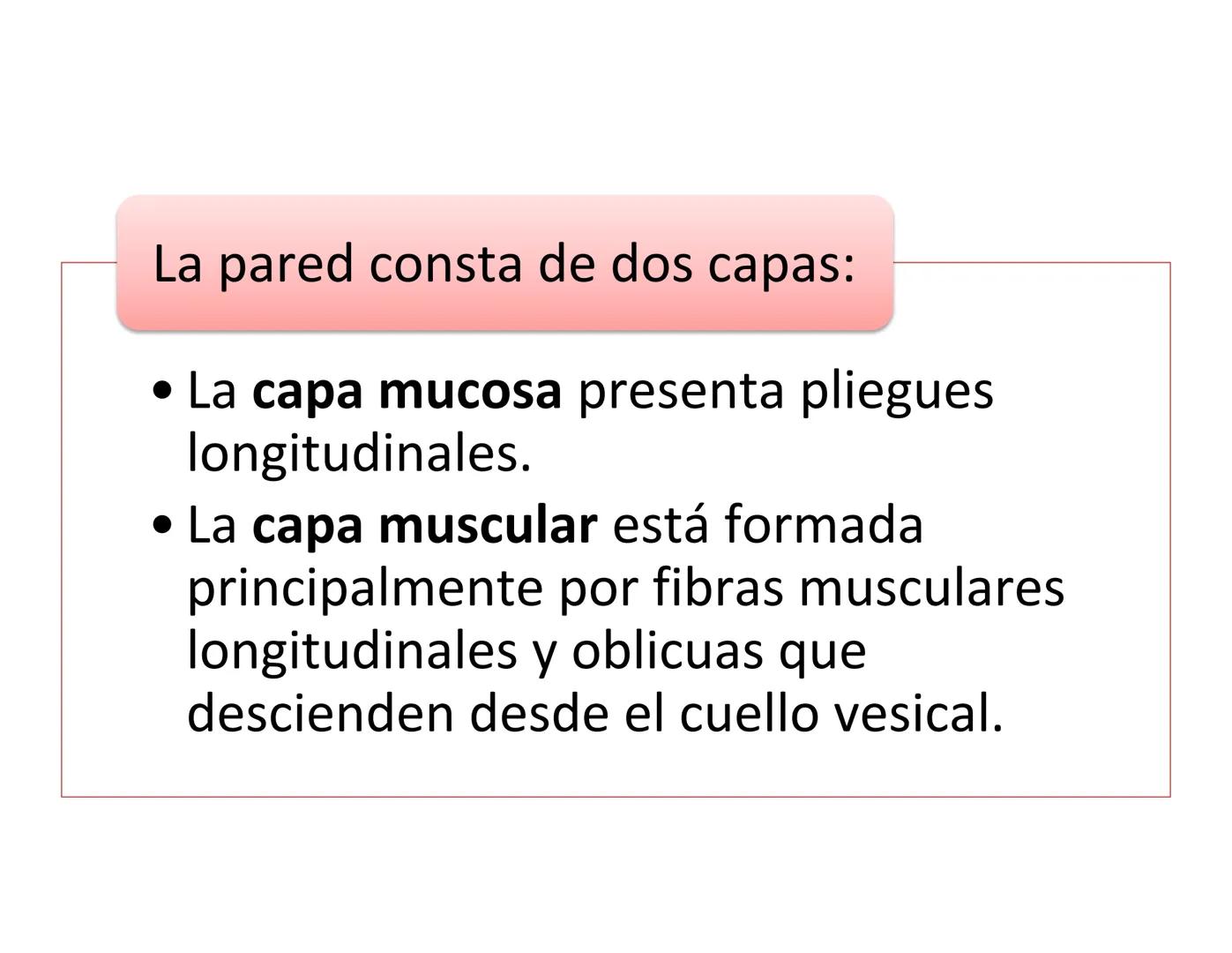 FUNCIONES
Regulación de la composición iónica de la
sangre
• Ayudan a regular los niveles plasmáticos de sodio,
potasio, calcio, cloruro y f