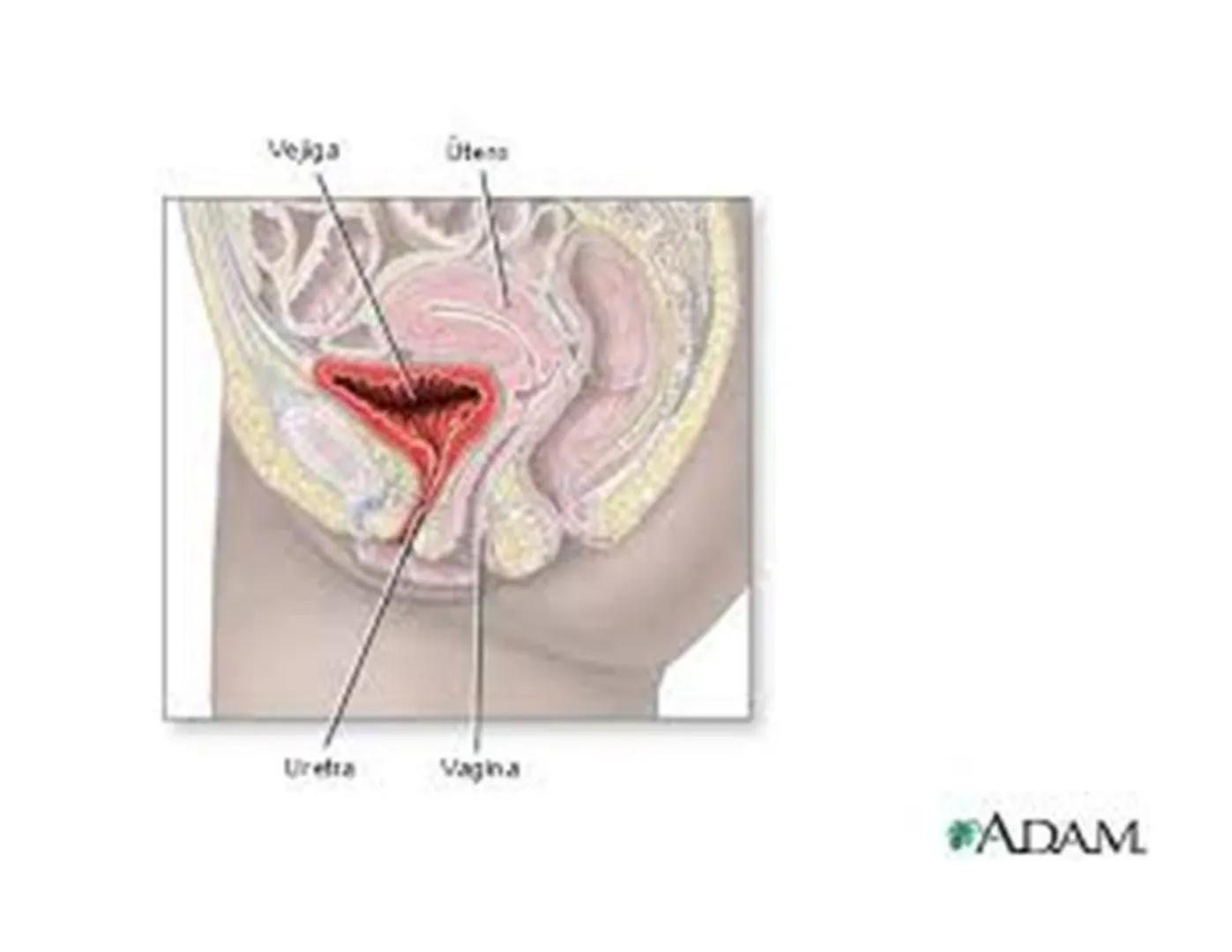 FUNCIONES
Regulación de la composición iónica de la
sangre
• Ayudan a regular los niveles plasmáticos de sodio,
potasio, calcio, cloruro y f