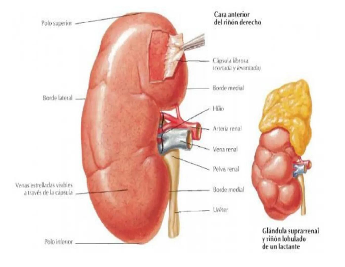 FUNCIONES
Regulación de la composición iónica de la
sangre
• Ayudan a regular los niveles plasmáticos de sodio,
potasio, calcio, cloruro y f