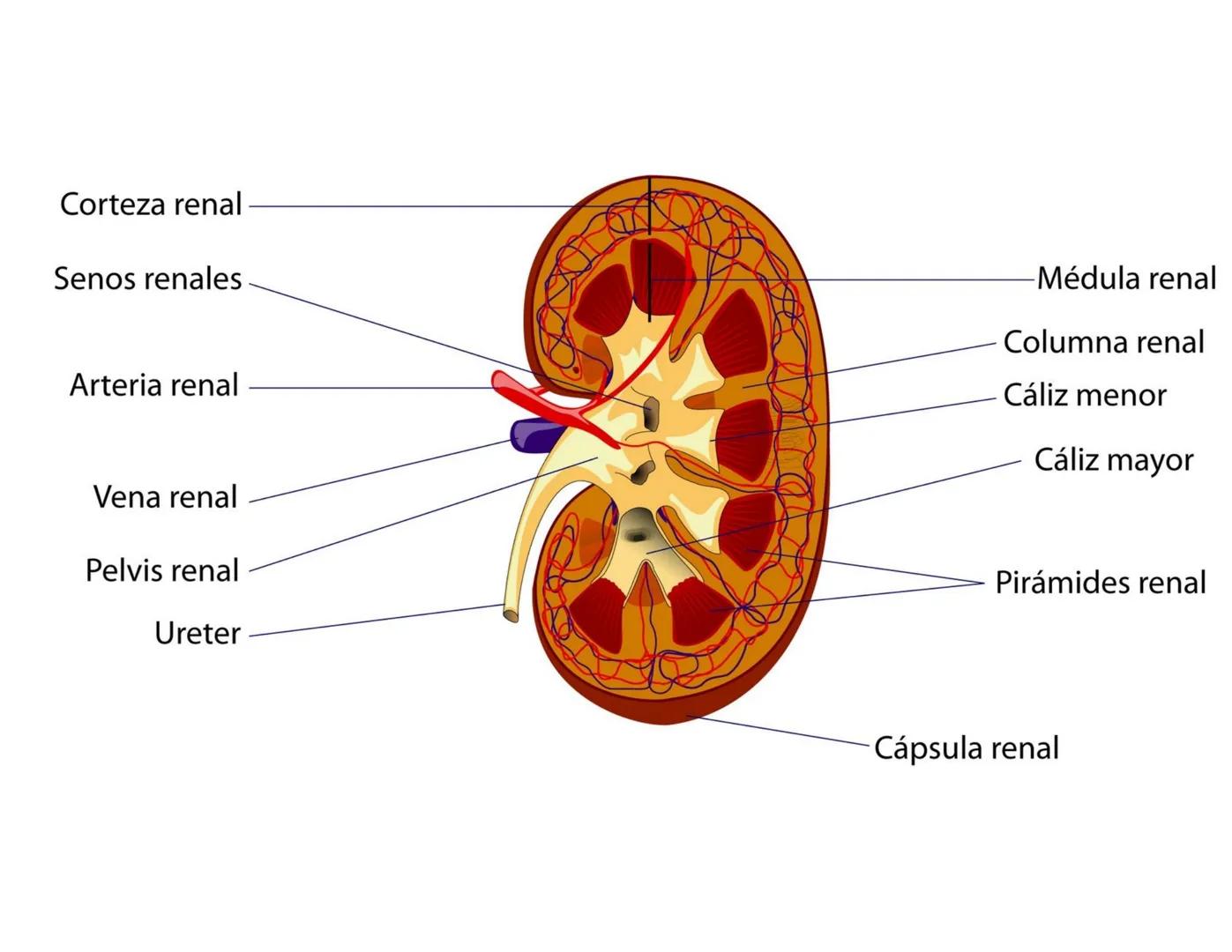 FUNCIONES
Regulación de la composición iónica de la
sangre
• Ayudan a regular los niveles plasmáticos de sodio,
potasio, calcio, cloruro y f