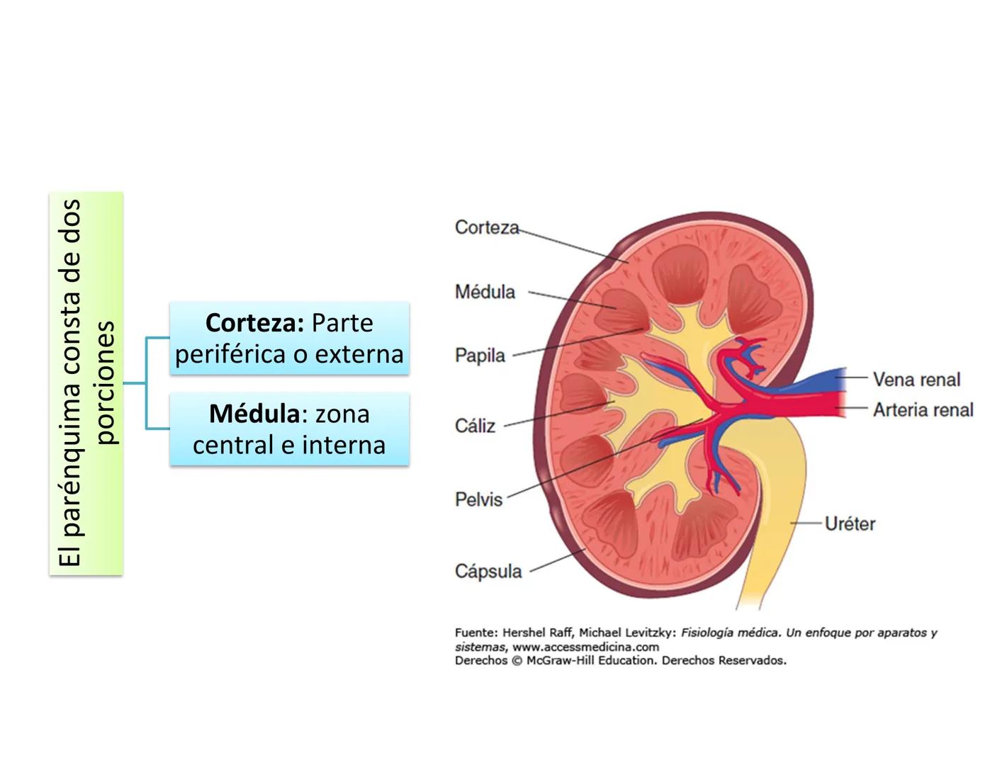 FUNCIONES
Regulación de la composición iónica de la
sangre
• Ayudan a regular los niveles plasmáticos de sodio,
potasio, calcio, cloruro y f