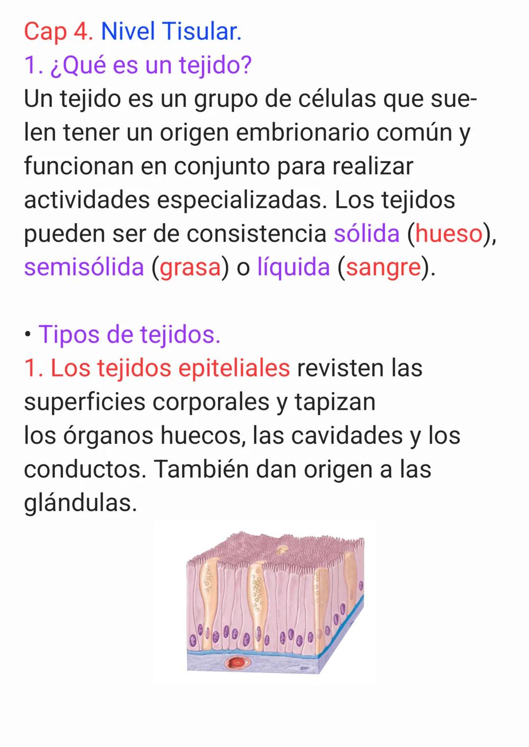 Cap 4. Nivel Tisular.
1. ¿Qué es un tejido?
Un tejido es un grupo de células que sue-
len tener un origen embrionario común y
funcionan en c