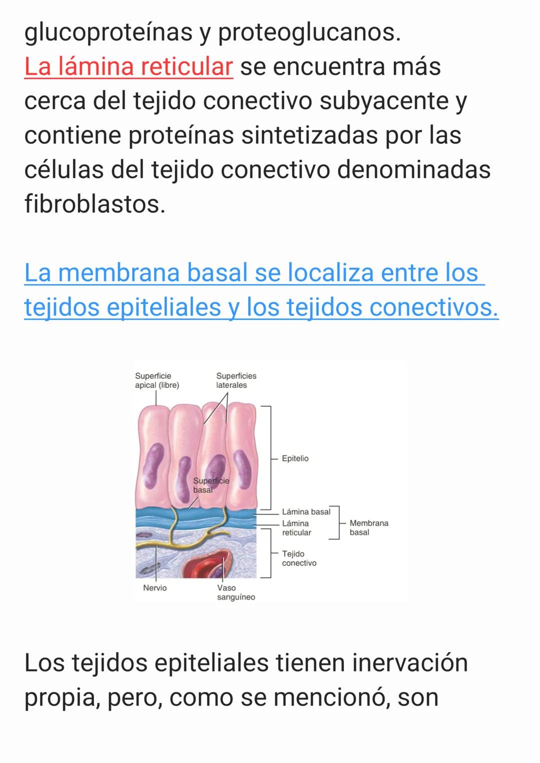 Cap 4. Nivel Tisular.
1. ¿Qué es un tejido?
Un tejido es un grupo de células que sue-
len tener un origen embrionario común y
funcionan en c