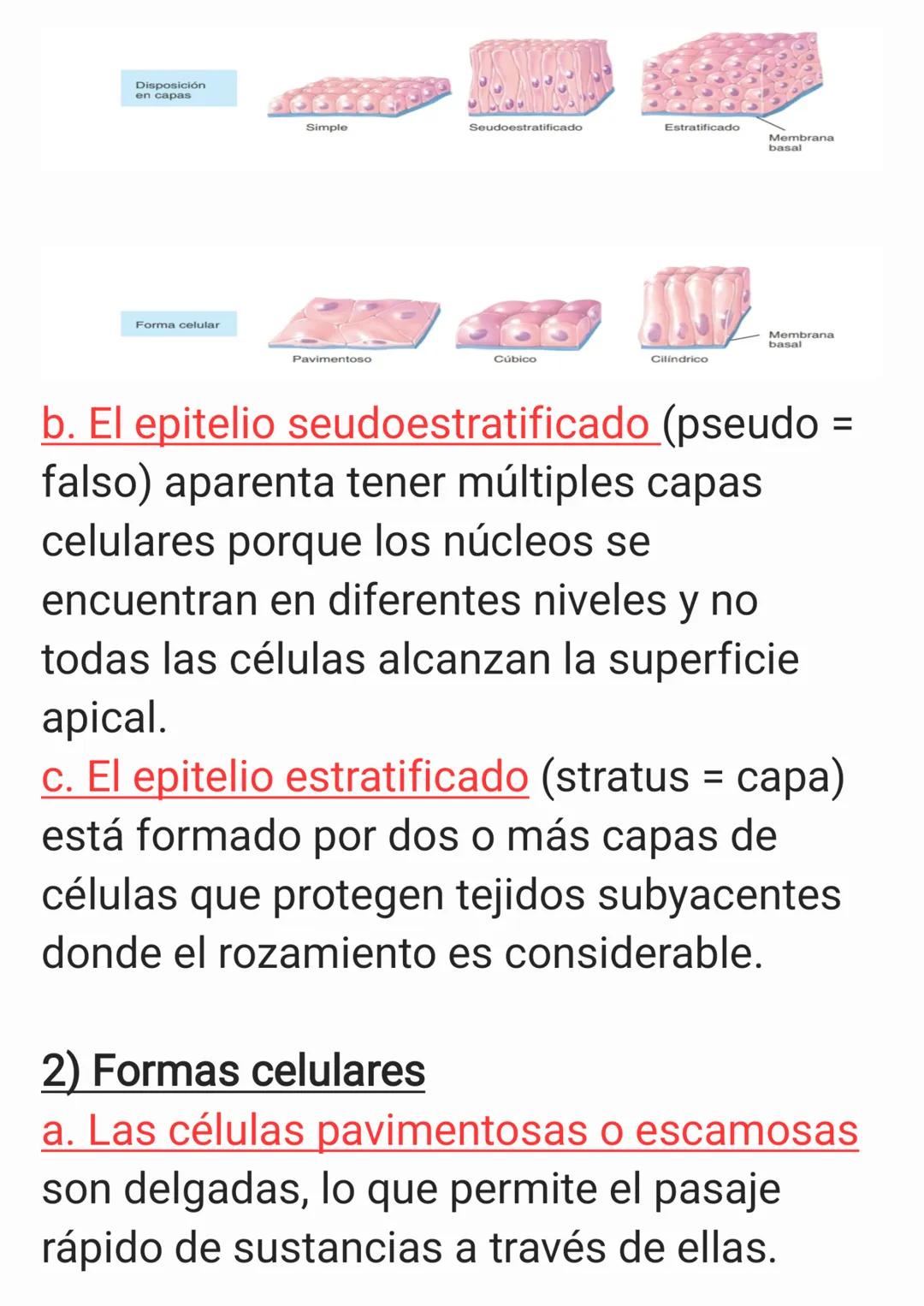 Cap 4. Nivel Tisular.
1. ¿Qué es un tejido?
Un tejido es un grupo de células que sue-
len tener un origen embrionario común y
funcionan en c