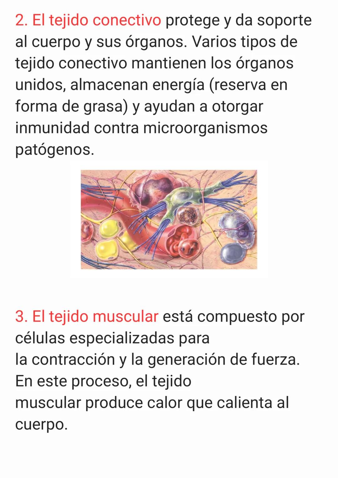 Cap 4. Nivel Tisular.
1. ¿Qué es un tejido?
Un tejido es un grupo de células que sue-
len tener un origen embrionario común y
funcionan en c
