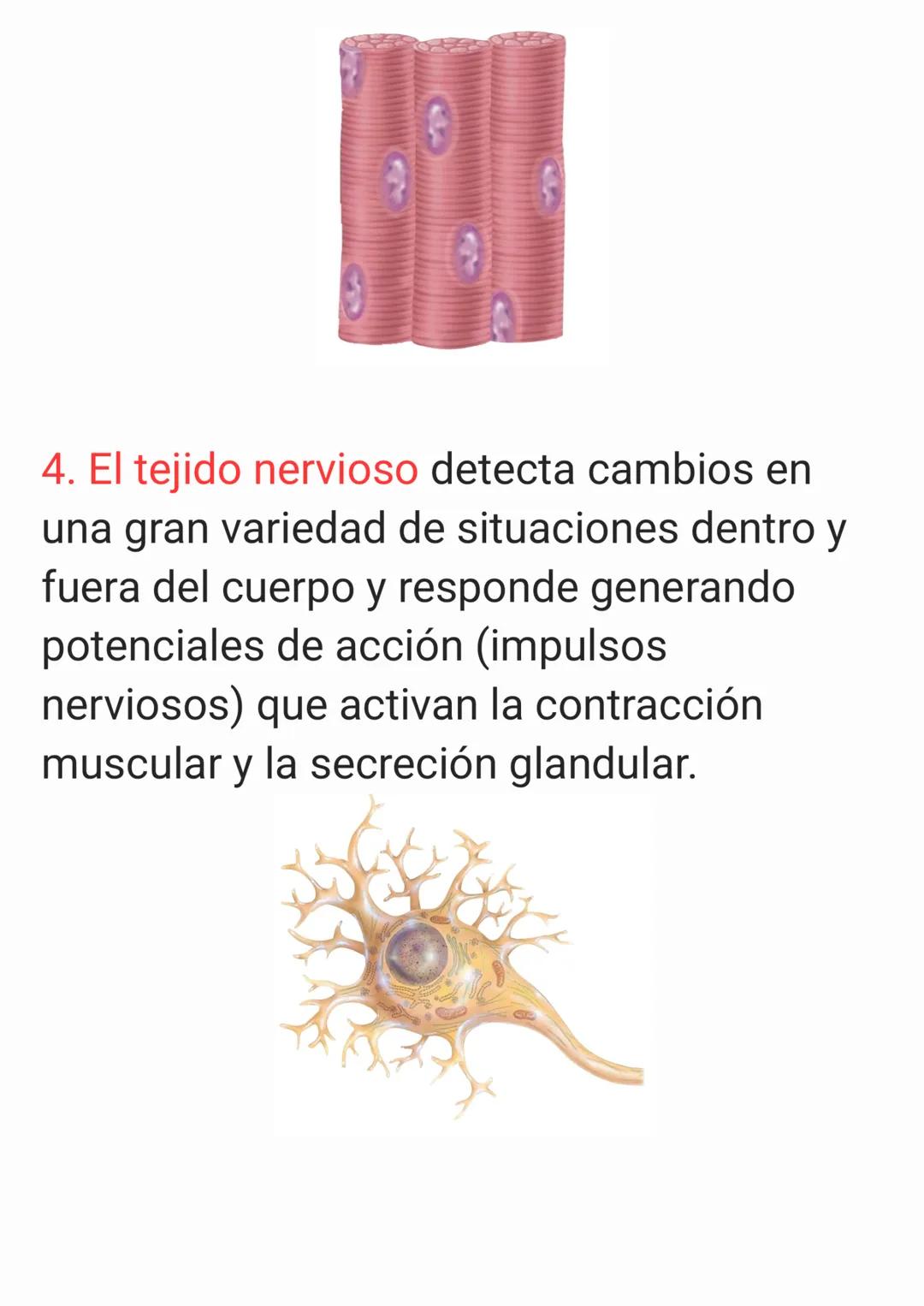 Cap 4. Nivel Tisular.
1. ¿Qué es un tejido?
Un tejido es un grupo de células que sue-
len tener un origen embrionario común y
funcionan en c