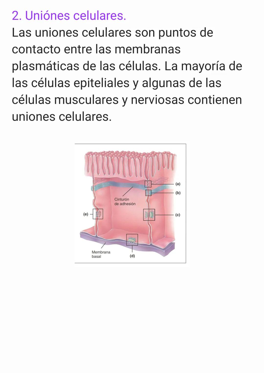 Cap 4. Nivel Tisular.
1. ¿Qué es un tejido?
Un tejido es un grupo de células que sue-
len tener un origen embrionario común y
funcionan en c