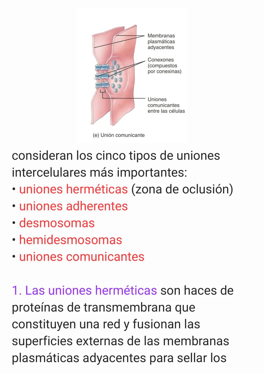 Cap 4. Nivel Tisular.
1. ¿Qué es un tejido?
Un tejido es un grupo de células que sue-
len tener un origen embrionario común y
funcionan en c