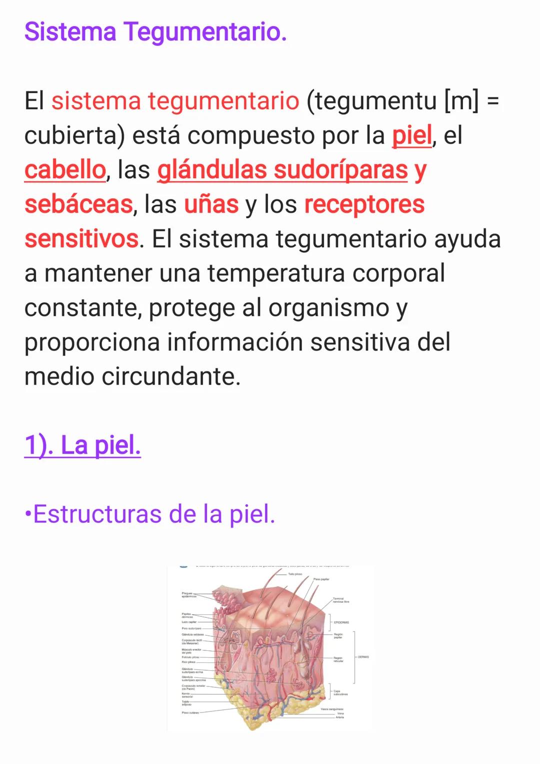 Capítulo 5 - Sistema Tegumentario