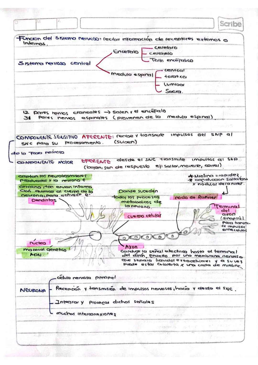 --- OCR Start ---
M
Scribe
Funcion del Sistema neruoso: recibir información de receptores extemos o
Internos.
cerebro
Encefalo
cerebelo
Tall