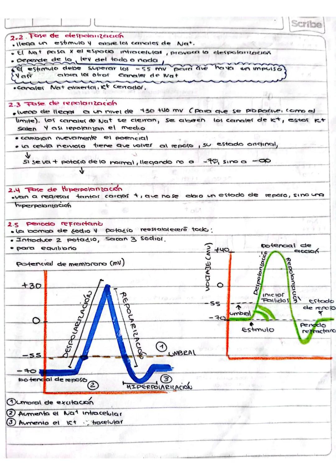 --- OCR Start ---
M
Scribe
Funcion del Sistema neruoso: recibir información de receptores extemos o
Internos.
cerebro
Encefalo
cerebelo
Tall