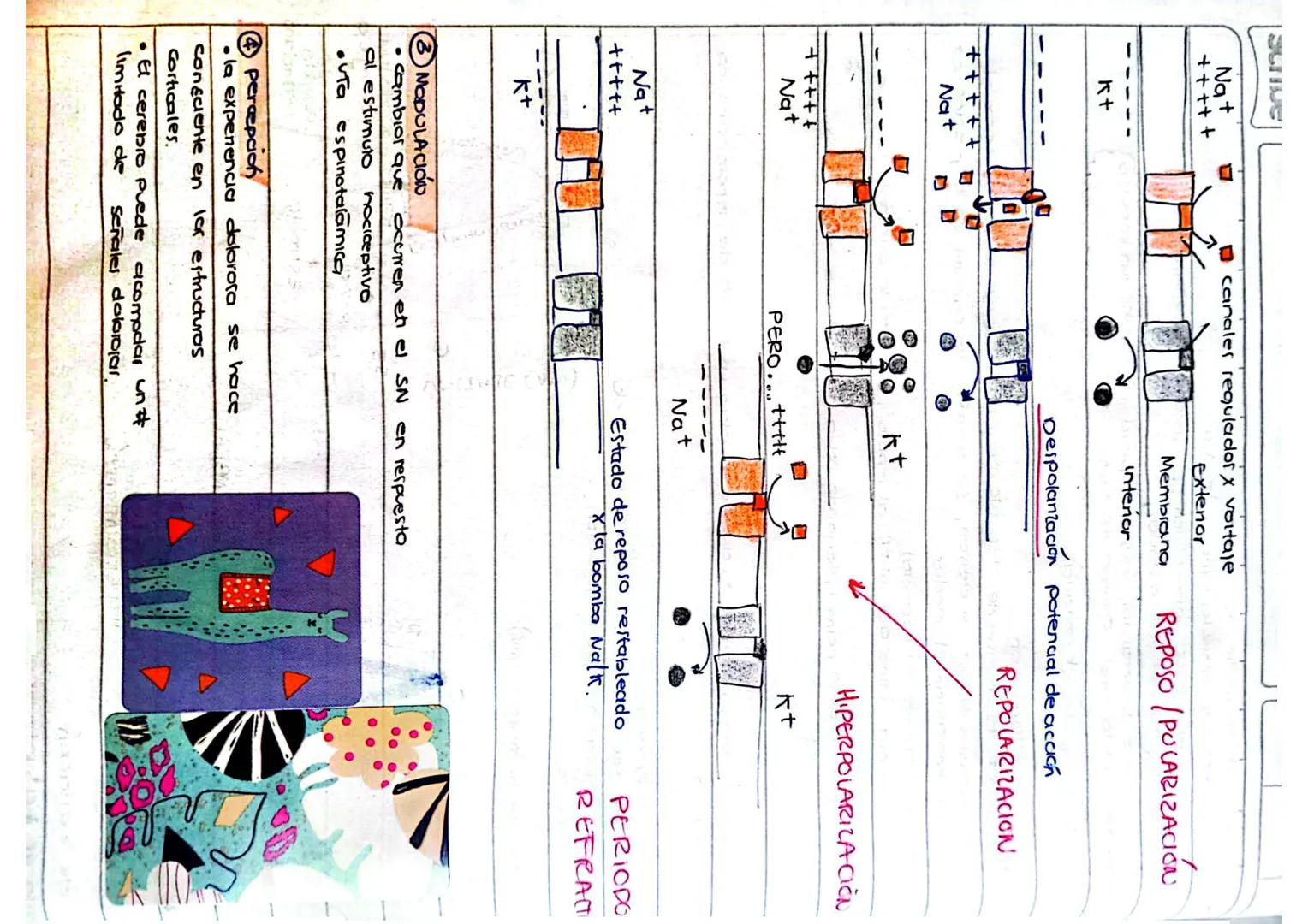 --- OCR Start ---
M
Scribe
Funcion del Sistema neruoso: recibir información de receptores extemos o
Internos.
cerebro
Encefalo
cerebelo
Tall