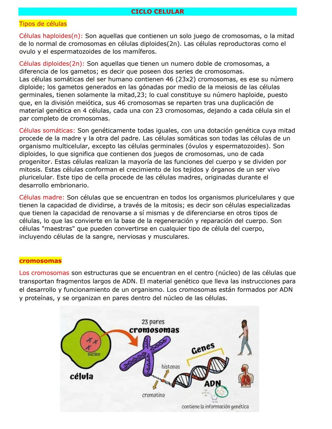 CICLO CELULAR
Tipos de células
Células haploides(n): Son aquellas que contienen un solo juego de cromosomas, o la mitad
de lo normal de crom
