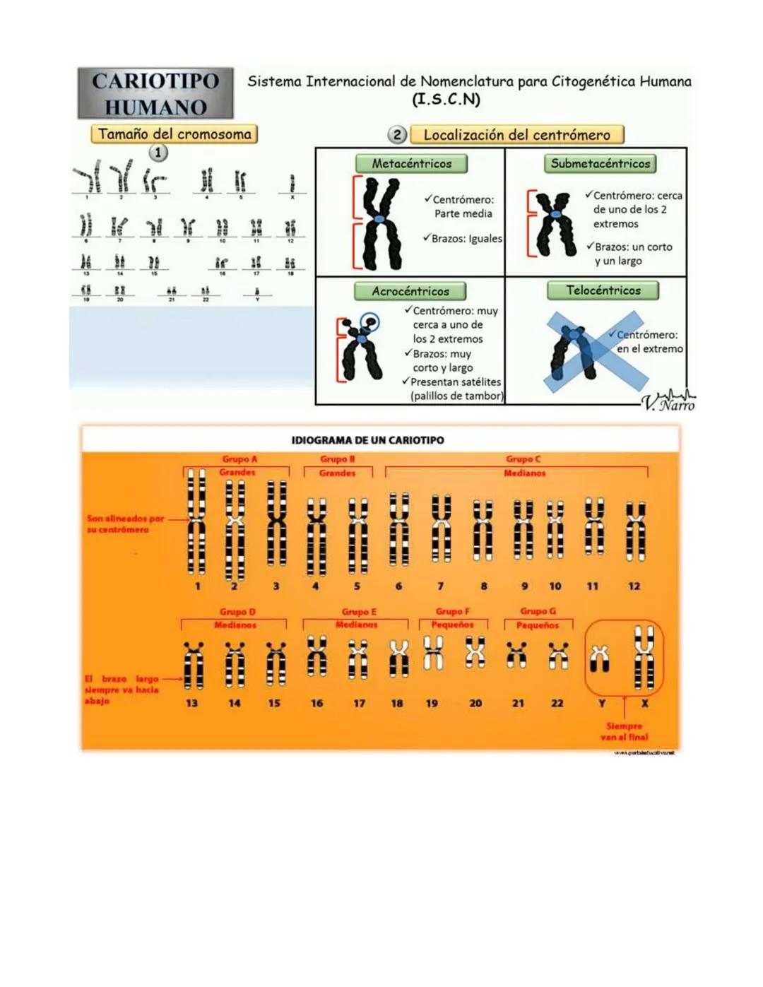 CICLO CELULAR
Tipos de células
Células haploides(n): Son aquellas que contienen un solo juego de cromosomas, o la mitad
de lo normal de crom