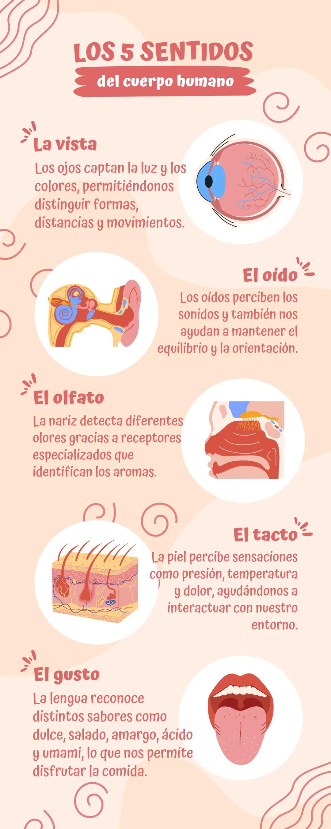LOS 5 SENTIDOS
del cuerpo humano
La vista
Los ojos captan la luz y los
colores, permitiéndonos
distinguir formas,
distancias y movimientos.