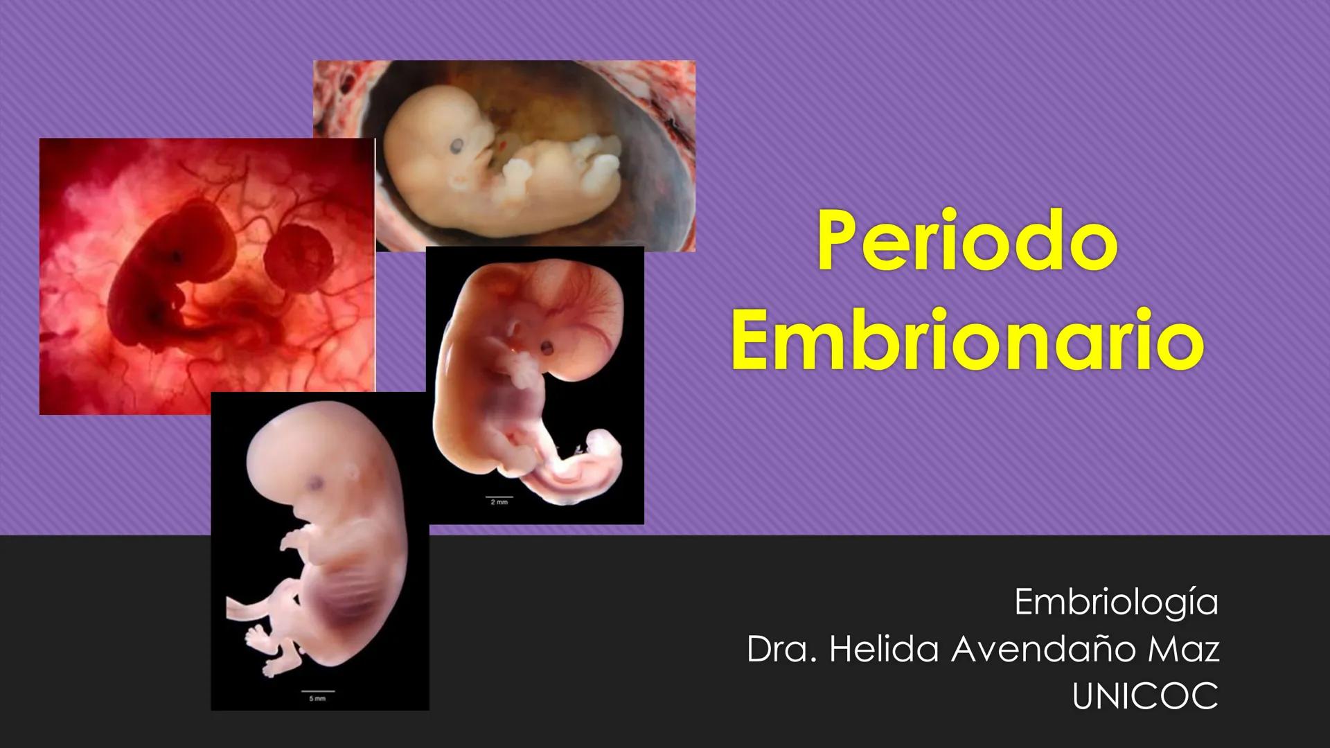 # Periodo Embrionario
Embriología
Dra. Helida Avendaño Maz
UNICOC DEFINICIÓN
O Se extiende desde la cuarta semana hasta la
octava semana de