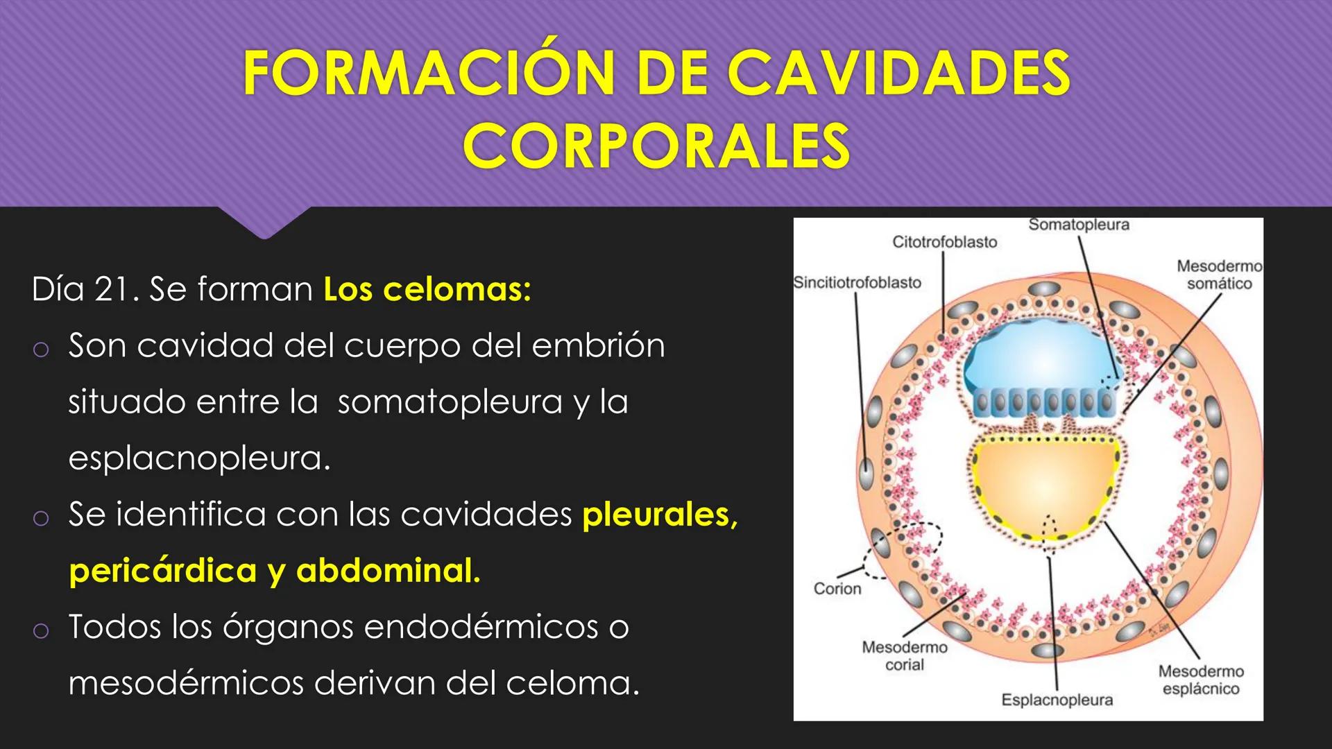 # Periodo Embrionario
Embriología
Dra. Helida Avendaño Maz
UNICOC DEFINICIÓN
O Se extiende desde la cuarta semana hasta la
octava semana de