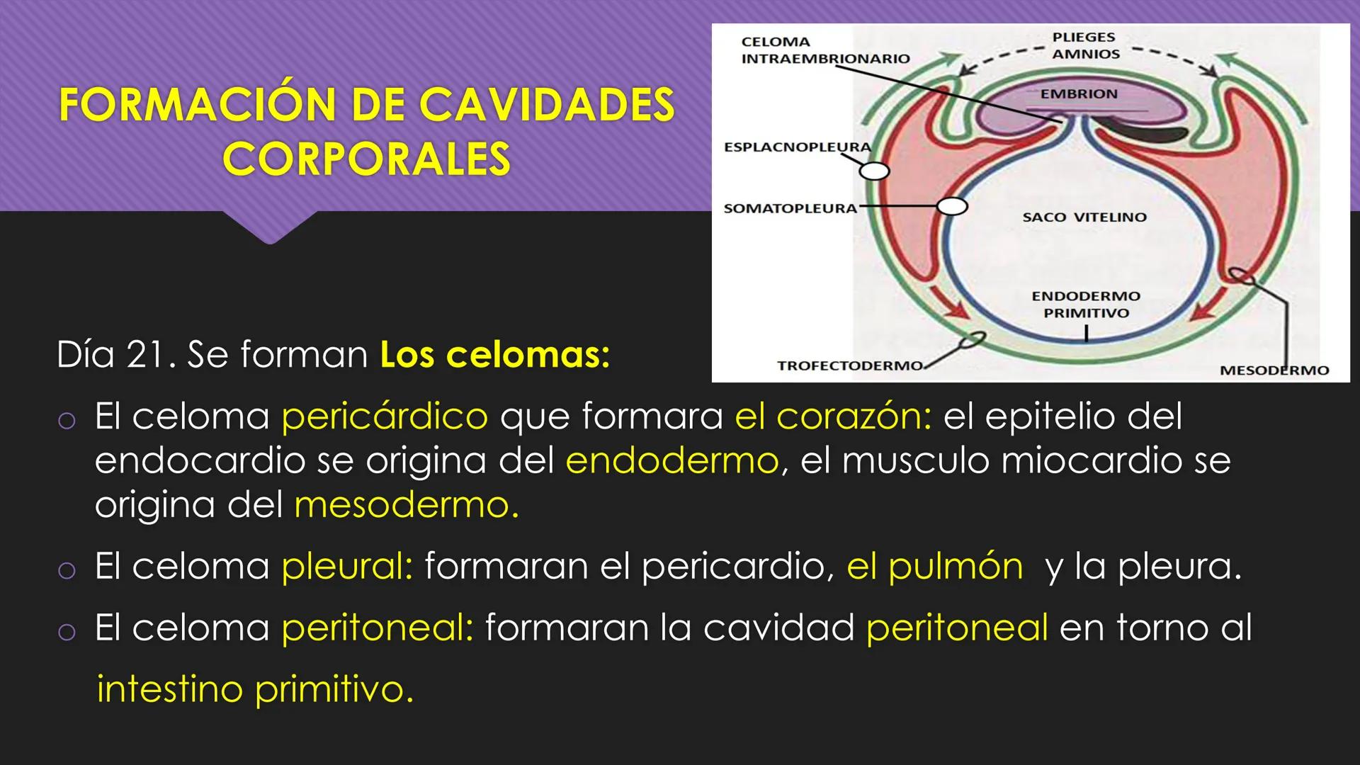 # Periodo Embrionario
Embriología
Dra. Helida Avendaño Maz
UNICOC DEFINICIÓN
O Se extiende desde la cuarta semana hasta la
octava semana de
