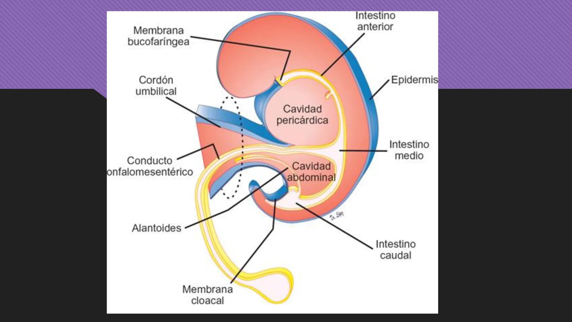 # Periodo Embrionario
Embriología
Dra. Helida Avendaño Maz
UNICOC DEFINICIÓN
O Se extiende desde la cuarta semana hasta la
octava semana de