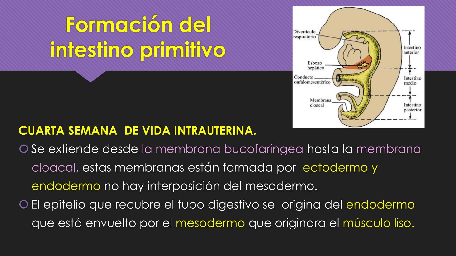 # Periodo Embrionario
Embriología
Dra. Helida Avendaño Maz
UNICOC DEFINICIÓN
O Se extiende desde la cuarta semana hasta la
octava semana de