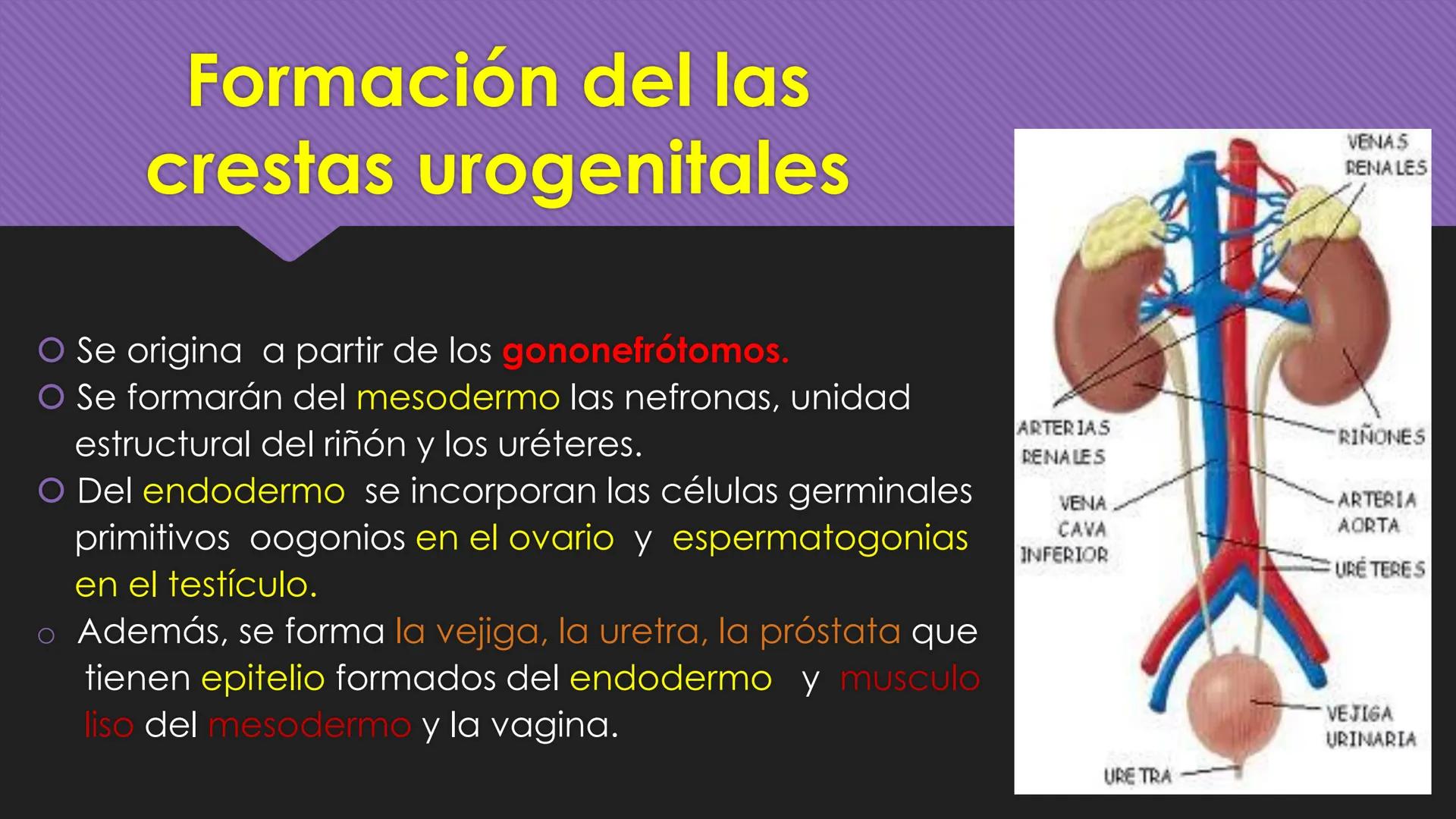 # Periodo Embrionario
Embriología
Dra. Helida Avendaño Maz
UNICOC DEFINICIÓN
O Se extiende desde la cuarta semana hasta la
octava semana de