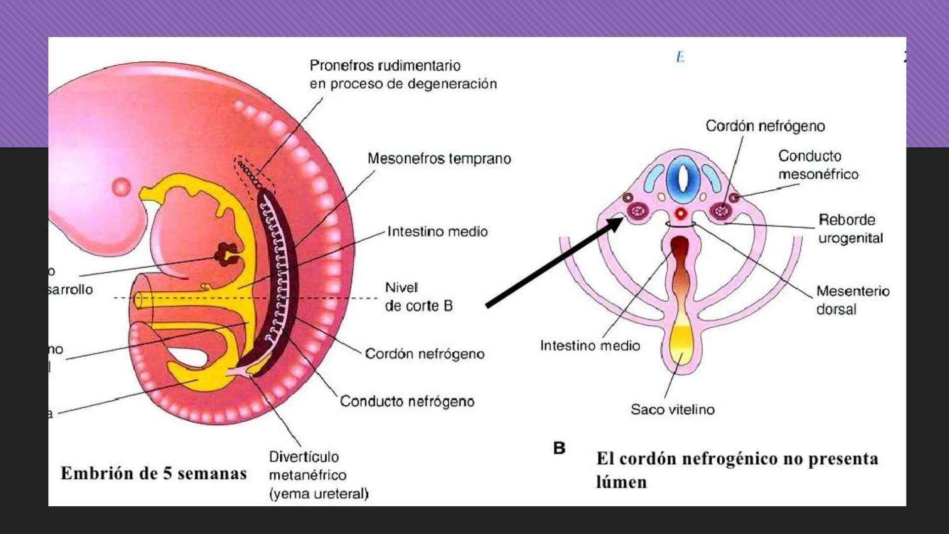 # Periodo Embrionario
Embriología
Dra. Helida Avendaño Maz
UNICOC DEFINICIÓN
O Se extiende desde la cuarta semana hasta la
octava semana de