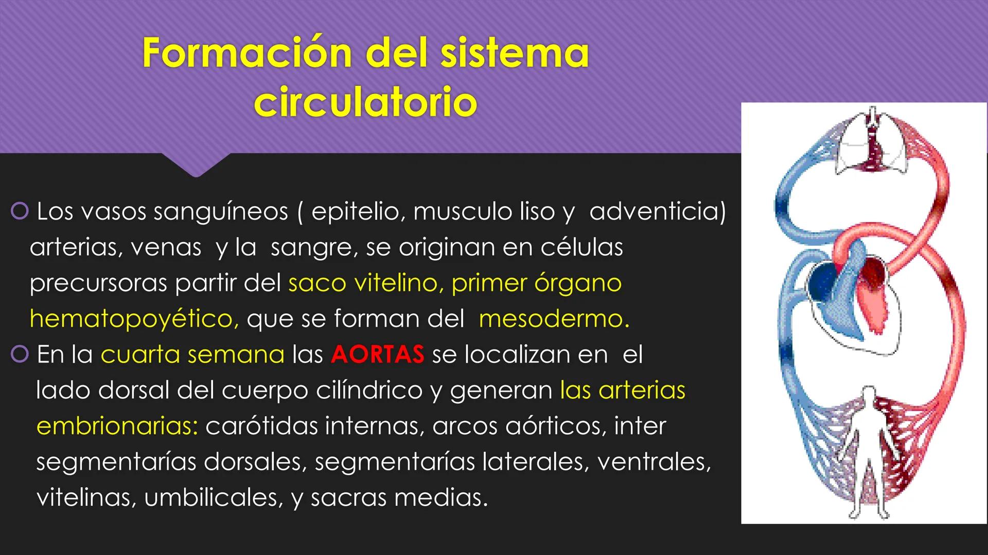 # Periodo Embrionario
Embriología
Dra. Helida Avendaño Maz
UNICOC DEFINICIÓN
O Se extiende desde la cuarta semana hasta la
octava semana de