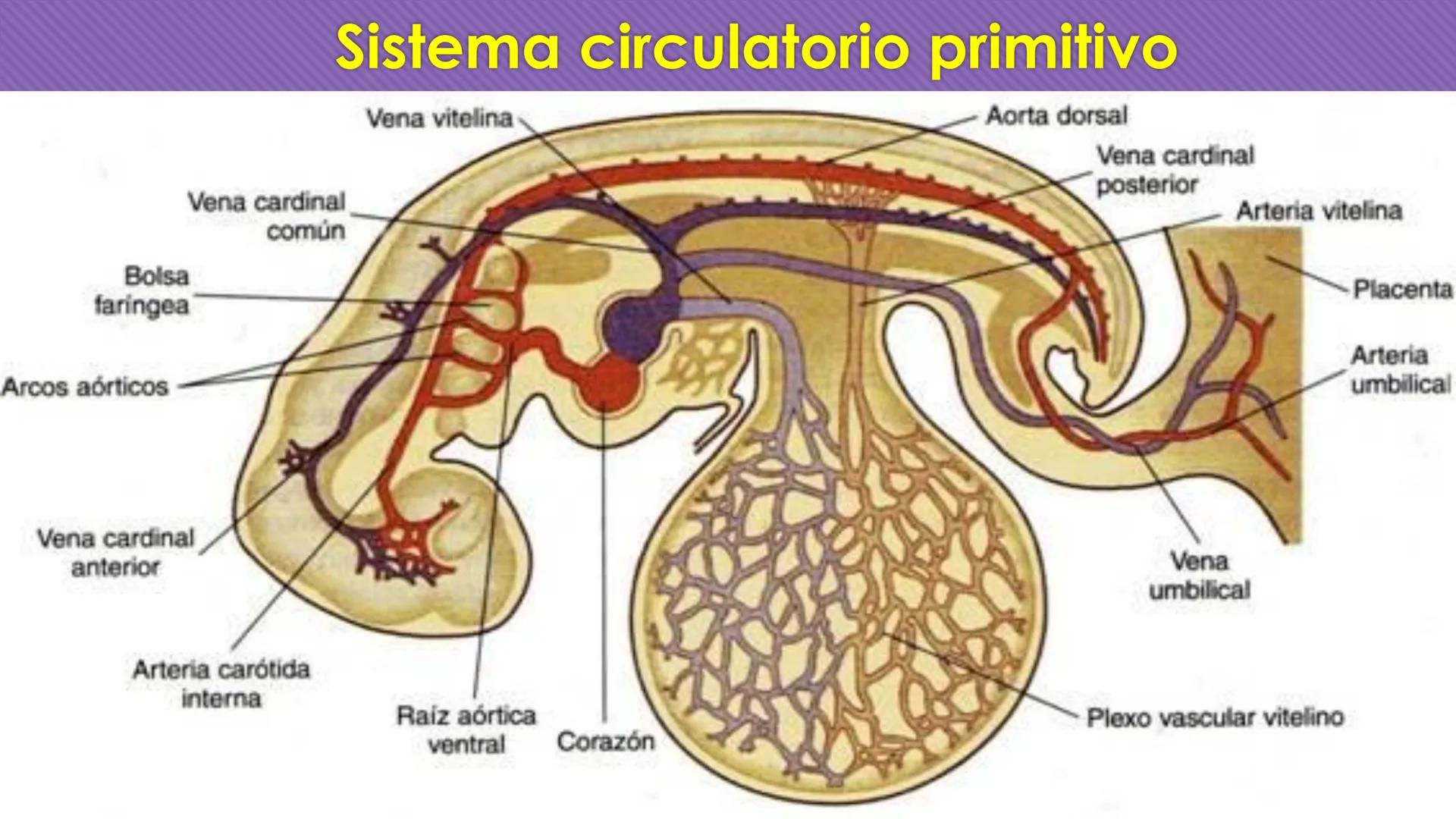 # Periodo Embrionario
Embriología
Dra. Helida Avendaño Maz
UNICOC DEFINICIÓN
O Se extiende desde la cuarta semana hasta la
octava semana de