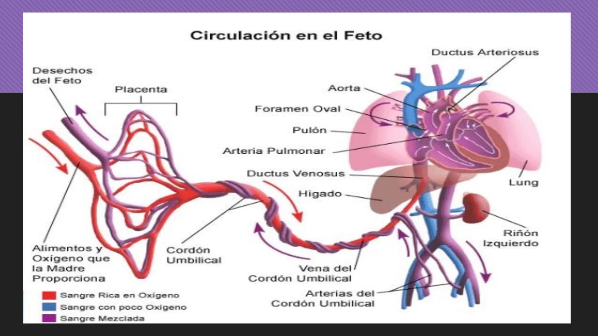 # Periodo Embrionario
Embriología
Dra. Helida Avendaño Maz
UNICOC DEFINICIÓN
O Se extiende desde la cuarta semana hasta la
octava semana de