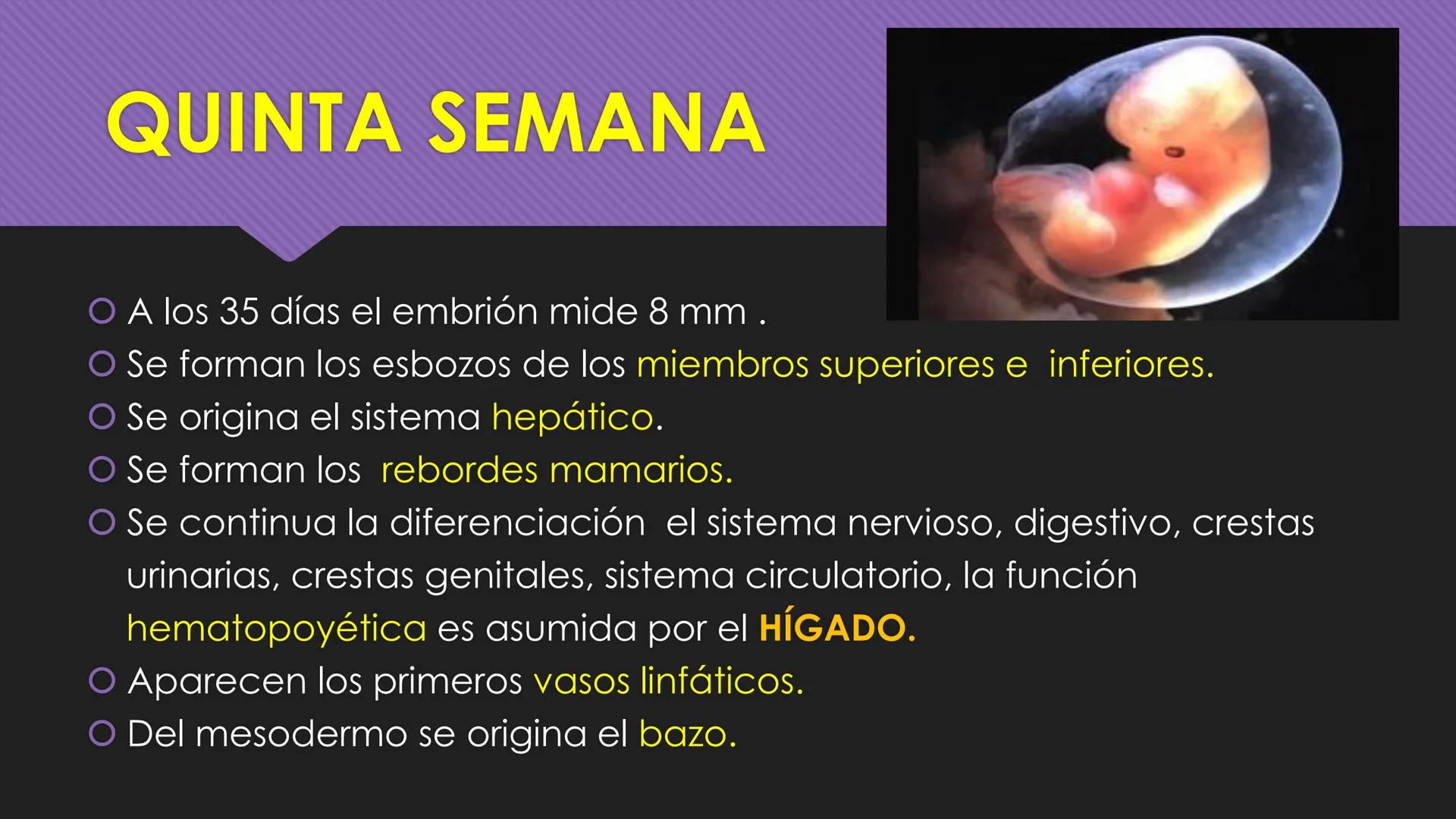 # Periodo Embrionario
Embriología
Dra. Helida Avendaño Maz
UNICOC DEFINICIÓN
O Se extiende desde la cuarta semana hasta la
octava semana de
