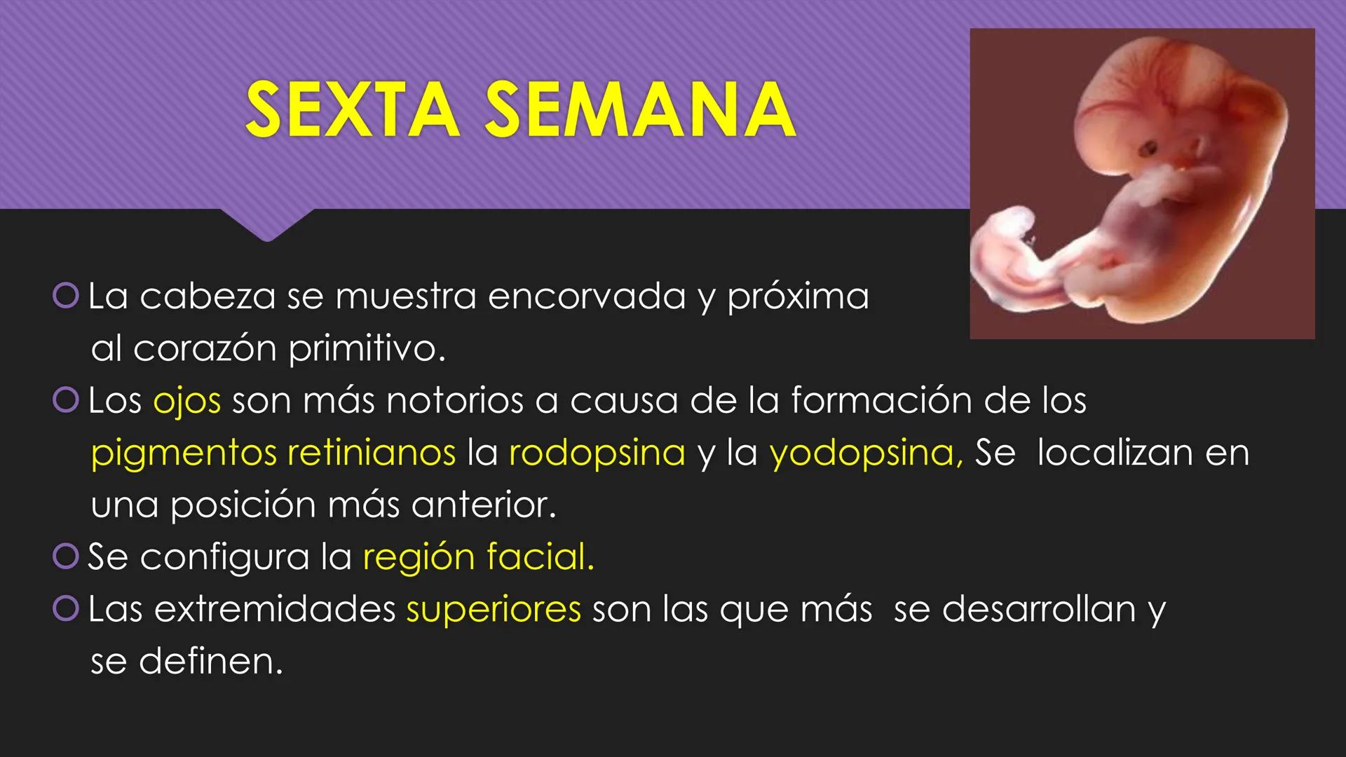 # Periodo Embrionario
Embriología
Dra. Helida Avendaño Maz
UNICOC DEFINICIÓN
O Se extiende desde la cuarta semana hasta la
octava semana de