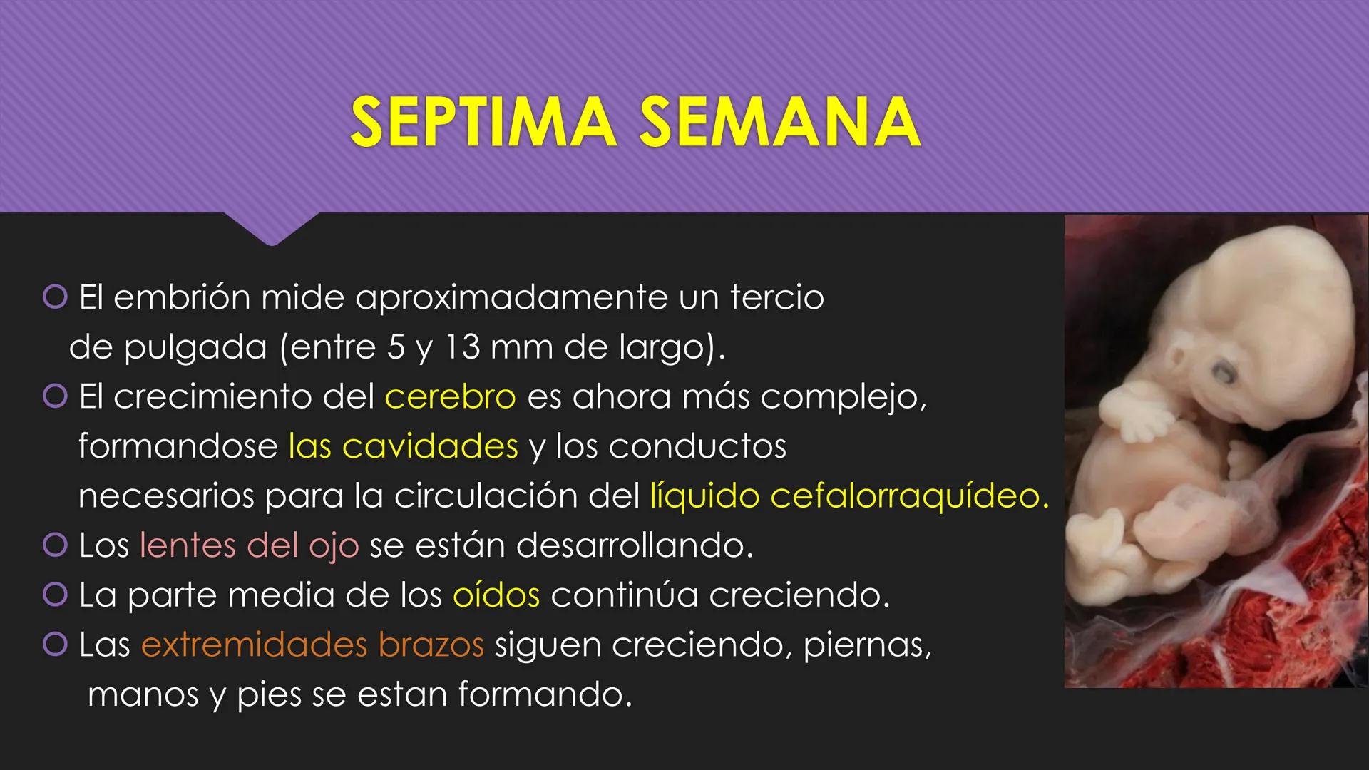 # Periodo Embrionario
Embriología
Dra. Helida Avendaño Maz
UNICOC DEFINICIÓN
O Se extiende desde la cuarta semana hasta la
octava semana de